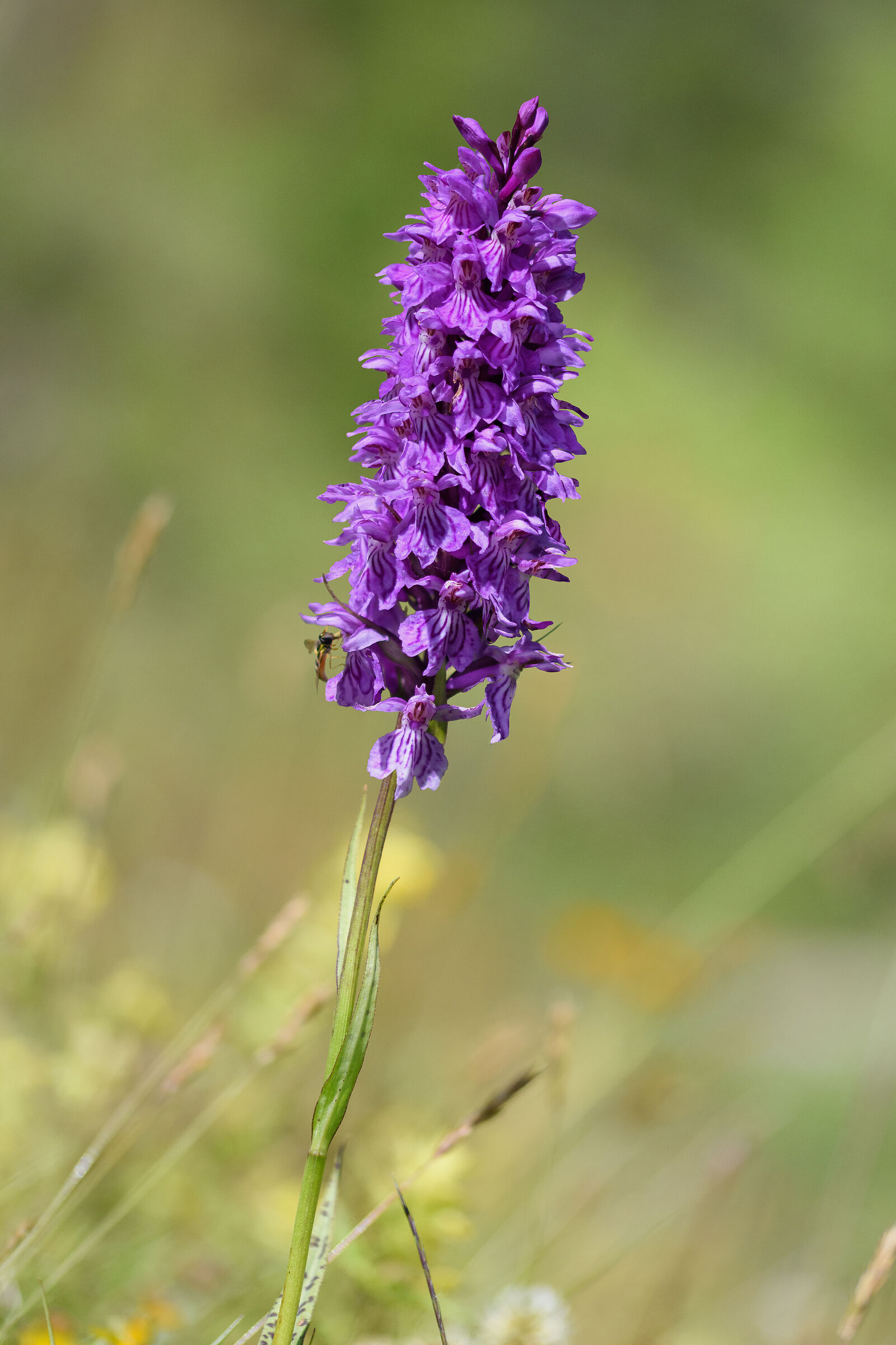 Orchidea spontanea