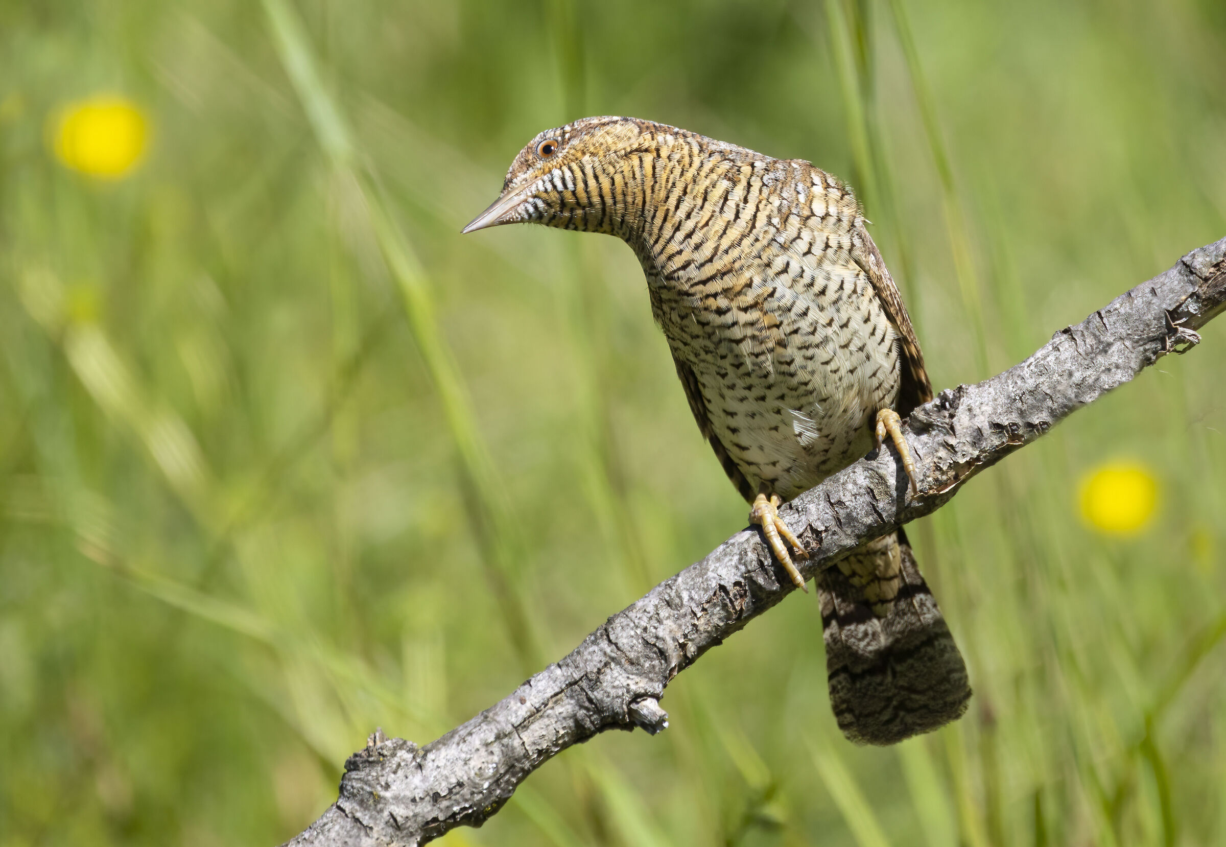 sei proprio un torcicollo