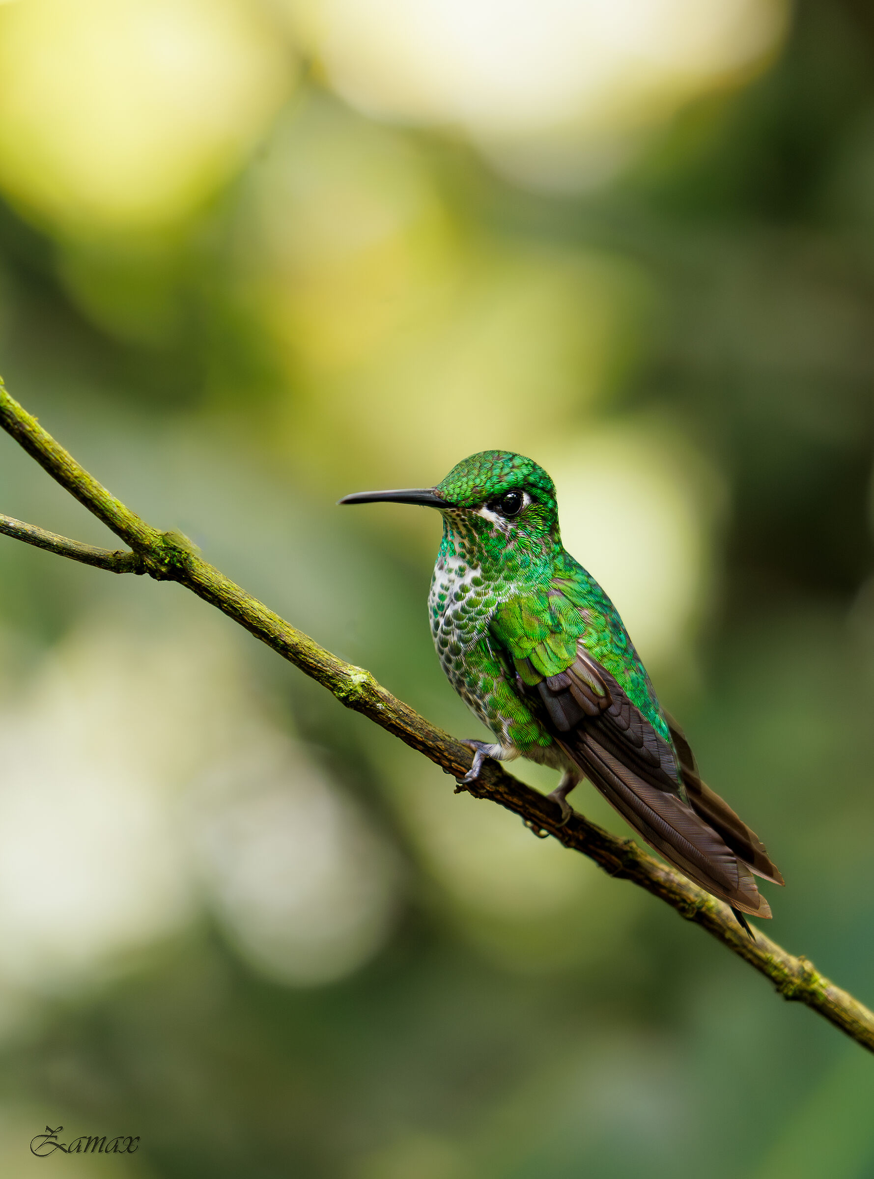 Colibrì Diamante Corona Verde