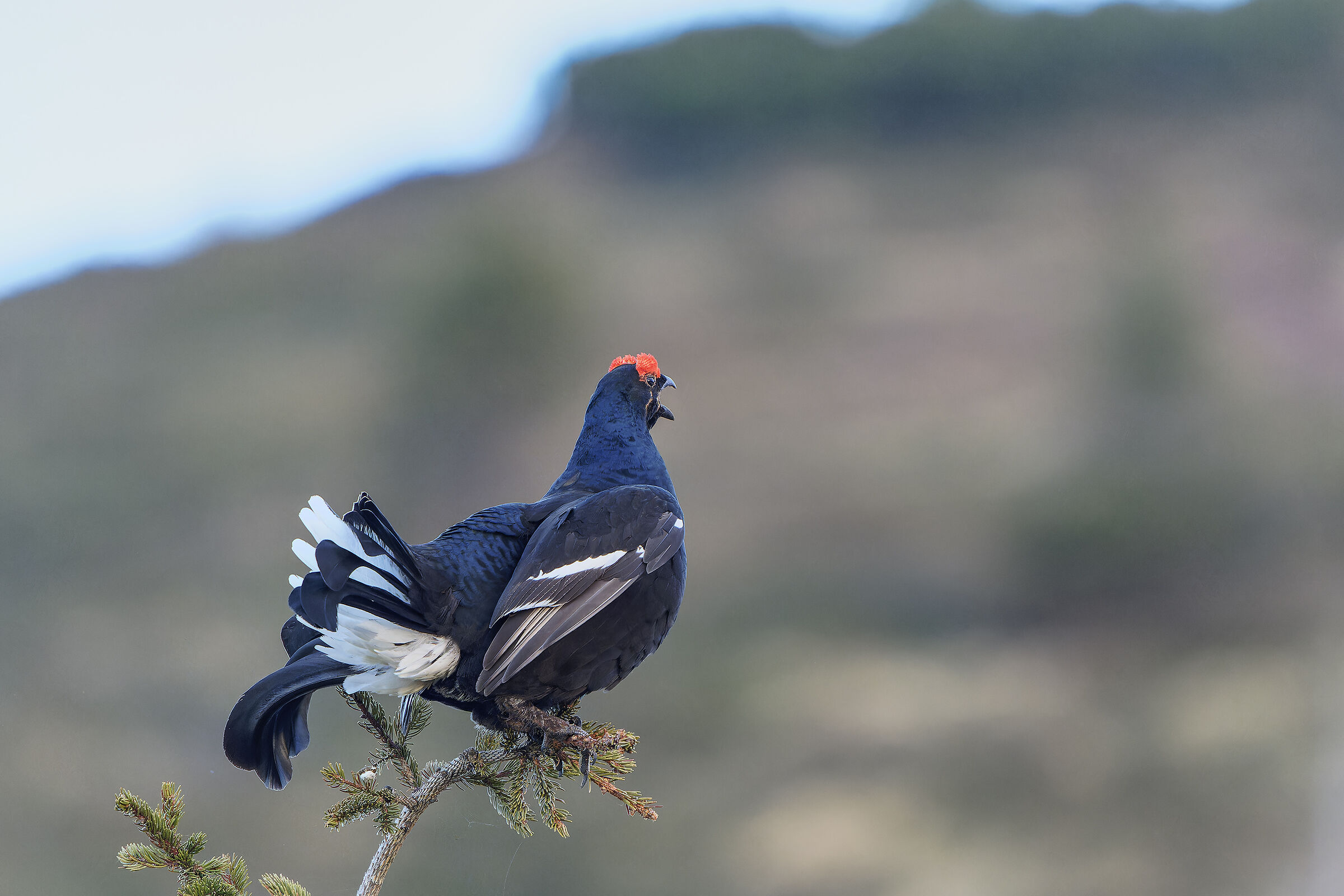 Gallo forcello canterino