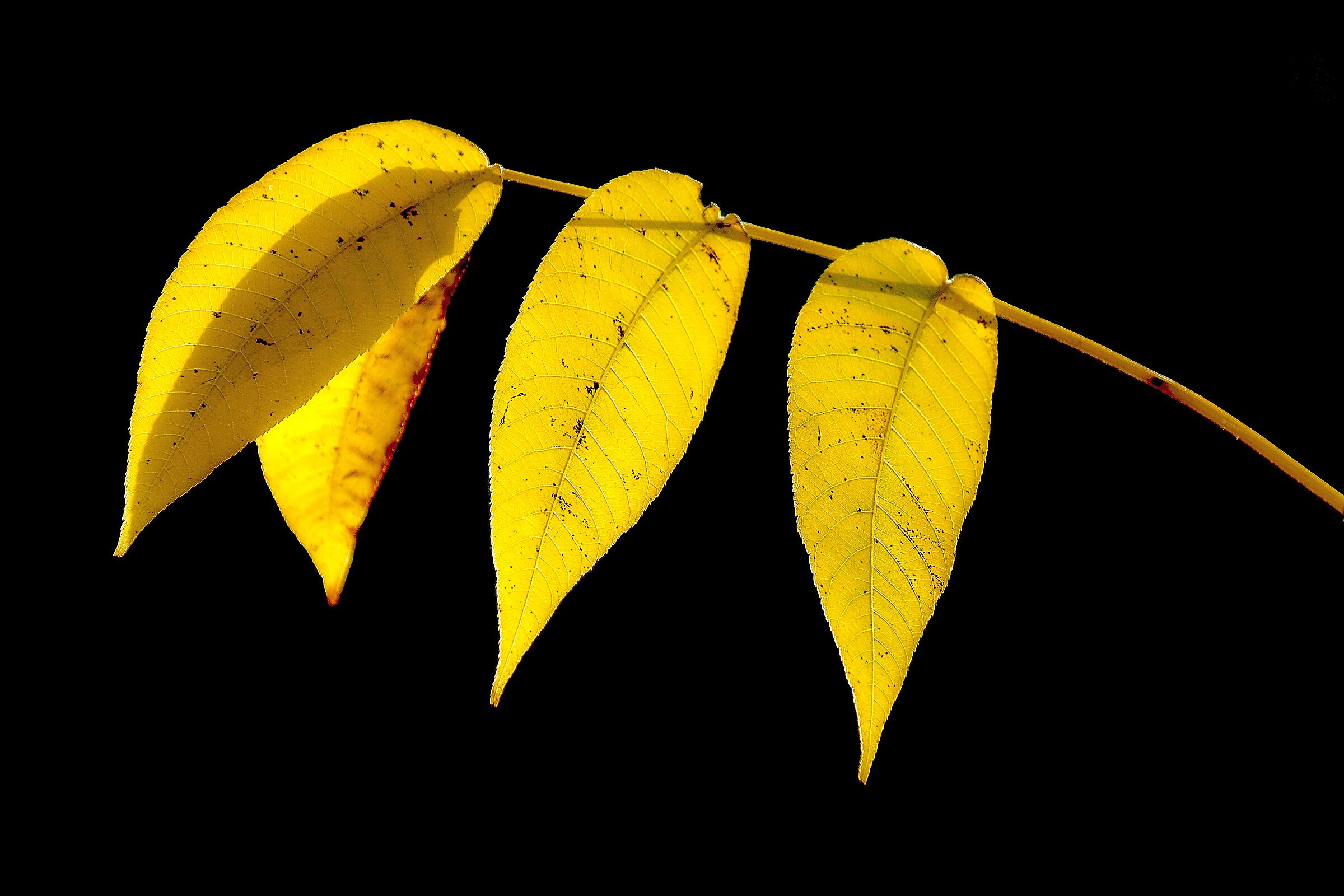 Giallo