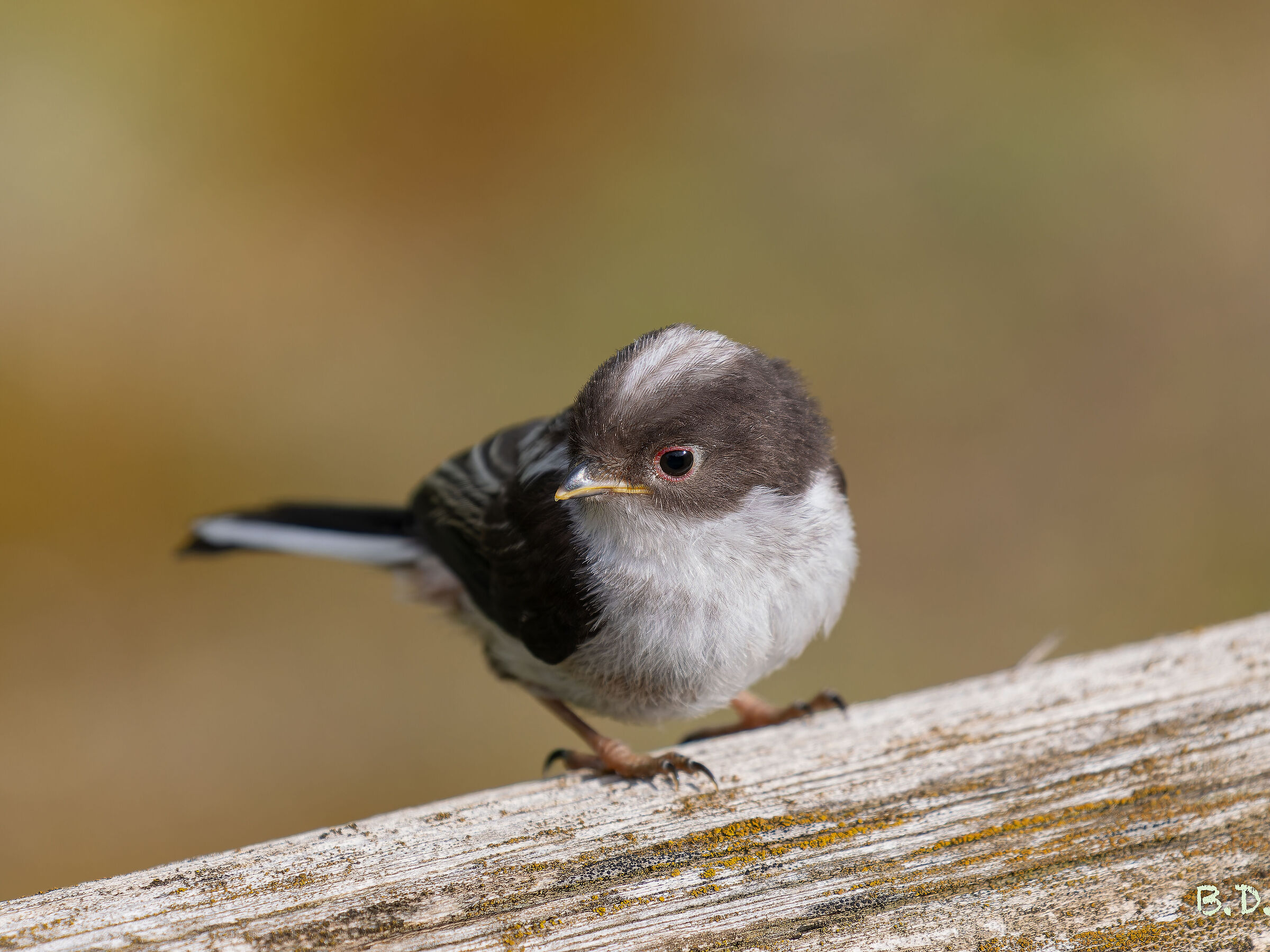 Primo volo codibugnoli