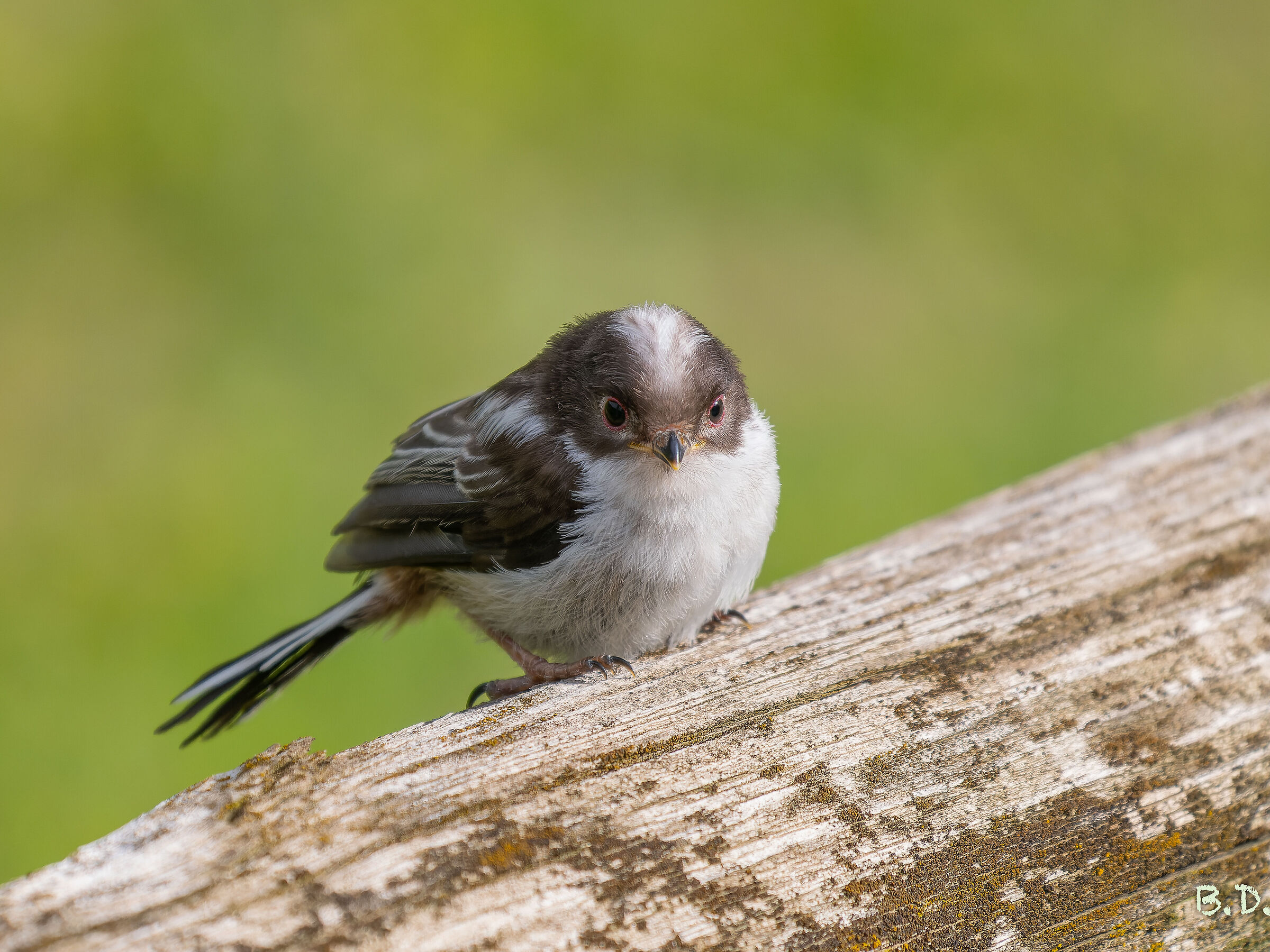 Primo volo codibugnoli 2