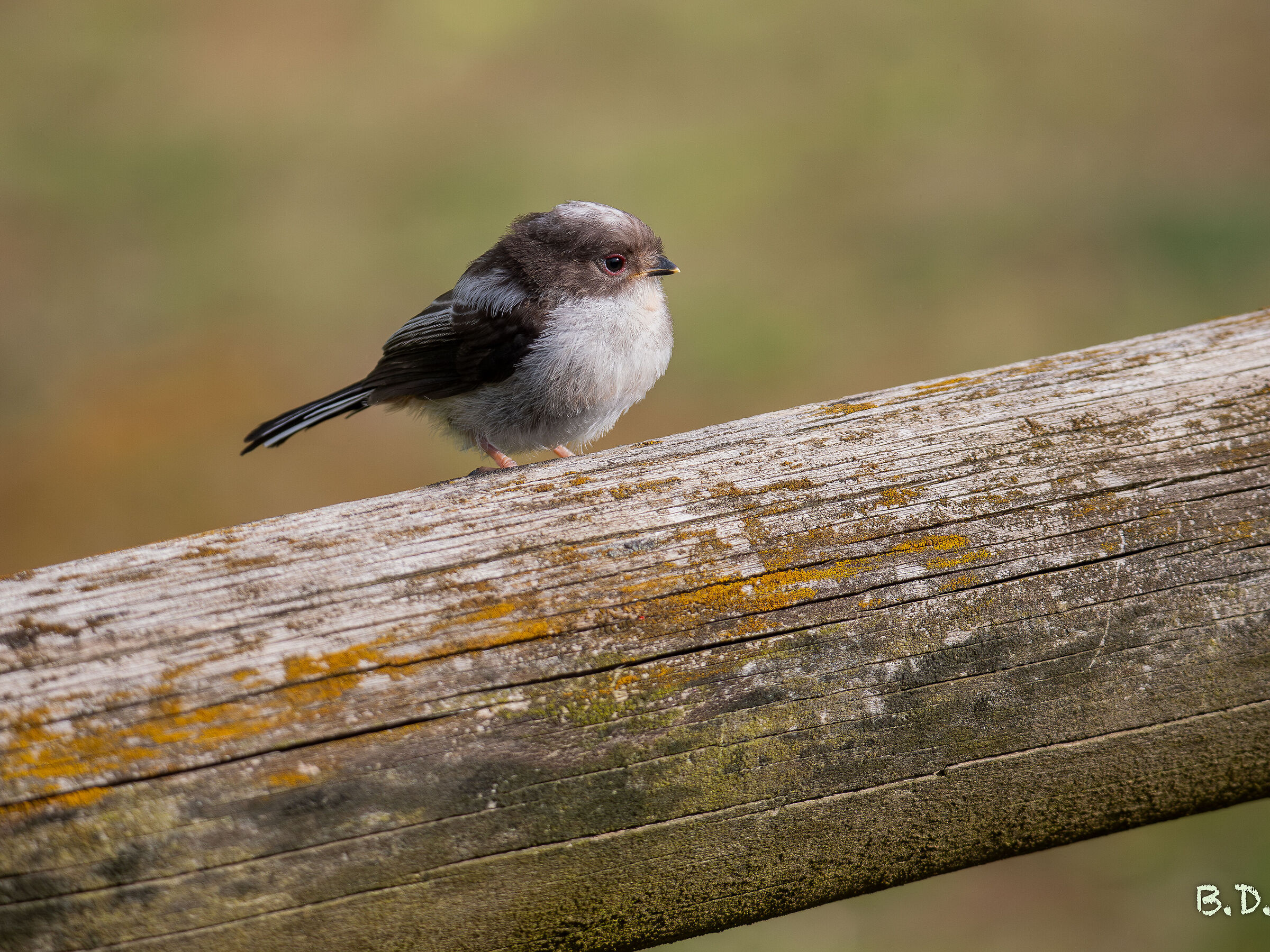 Primo volo codibugnoli 3