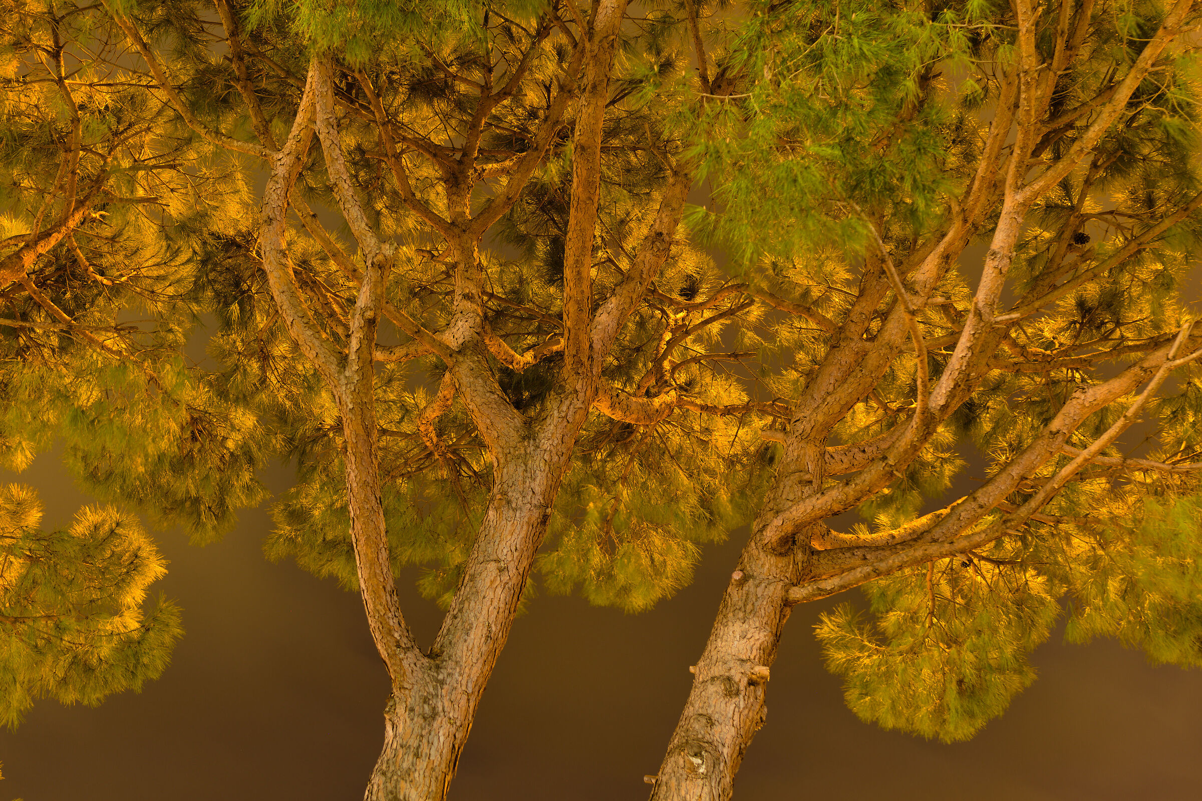 Night Trees
