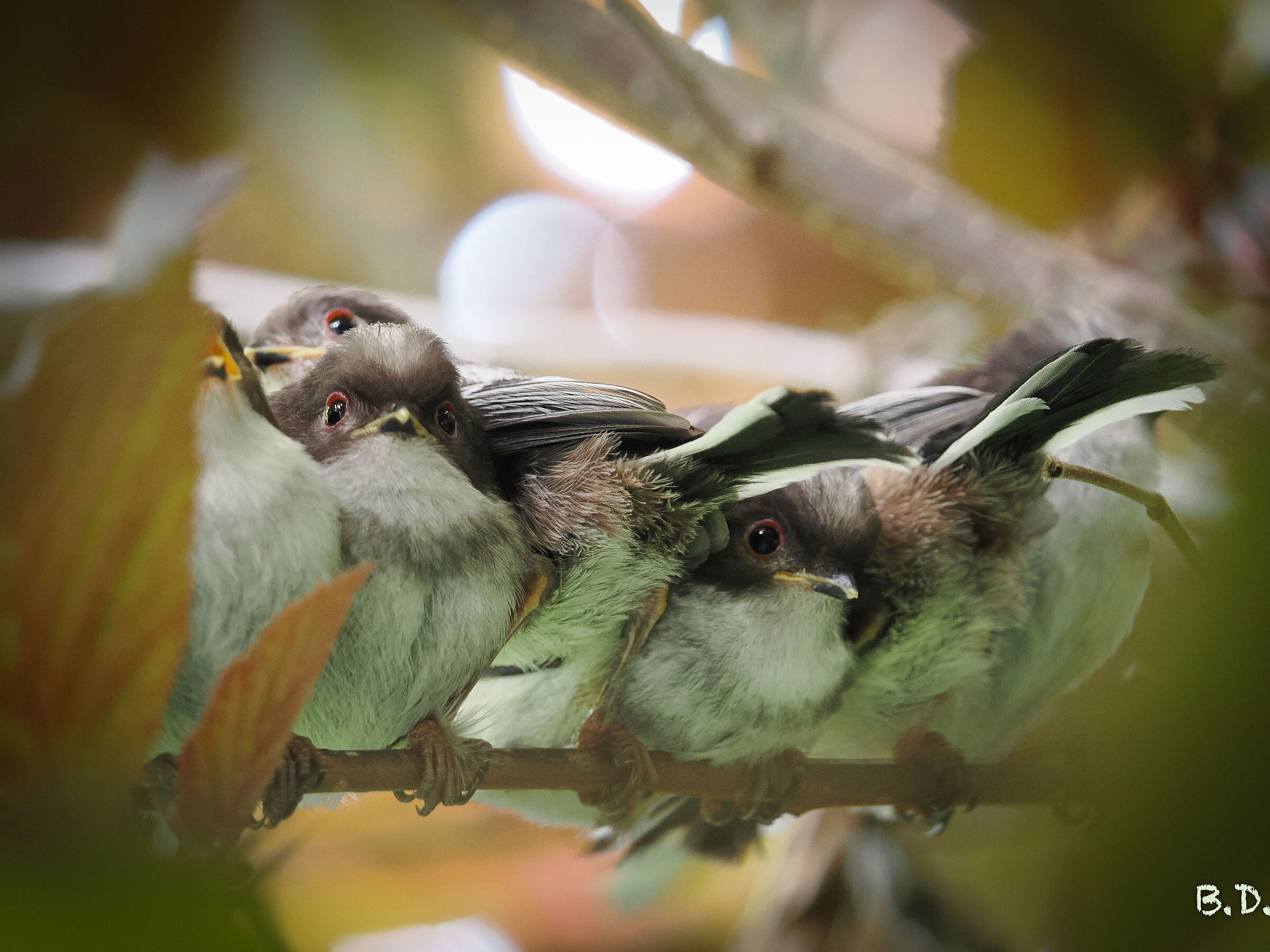 Codibugnoli primi voli