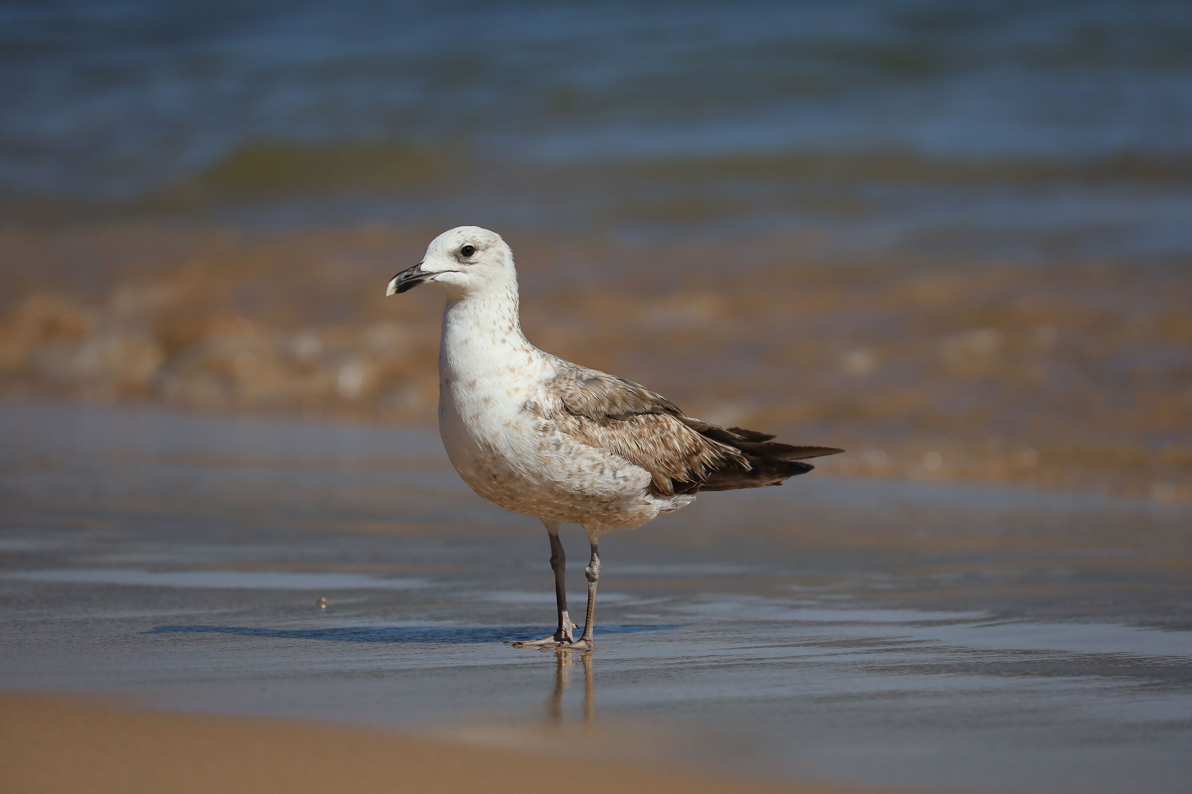 Il Mugnaiaccio - Larus marinus