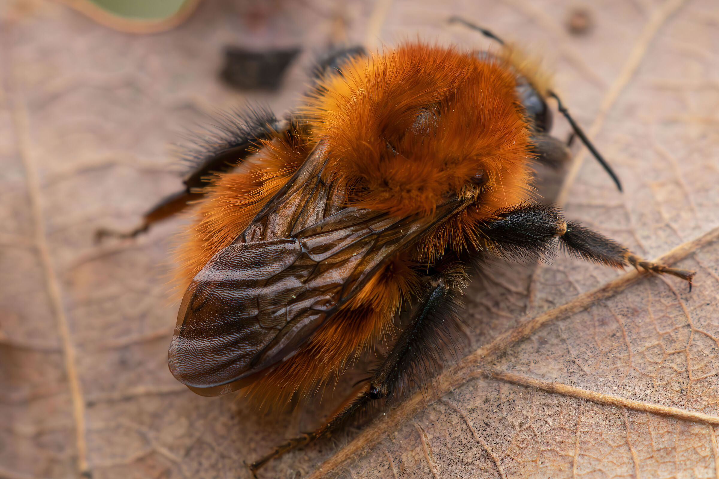 Bombus pascuorum