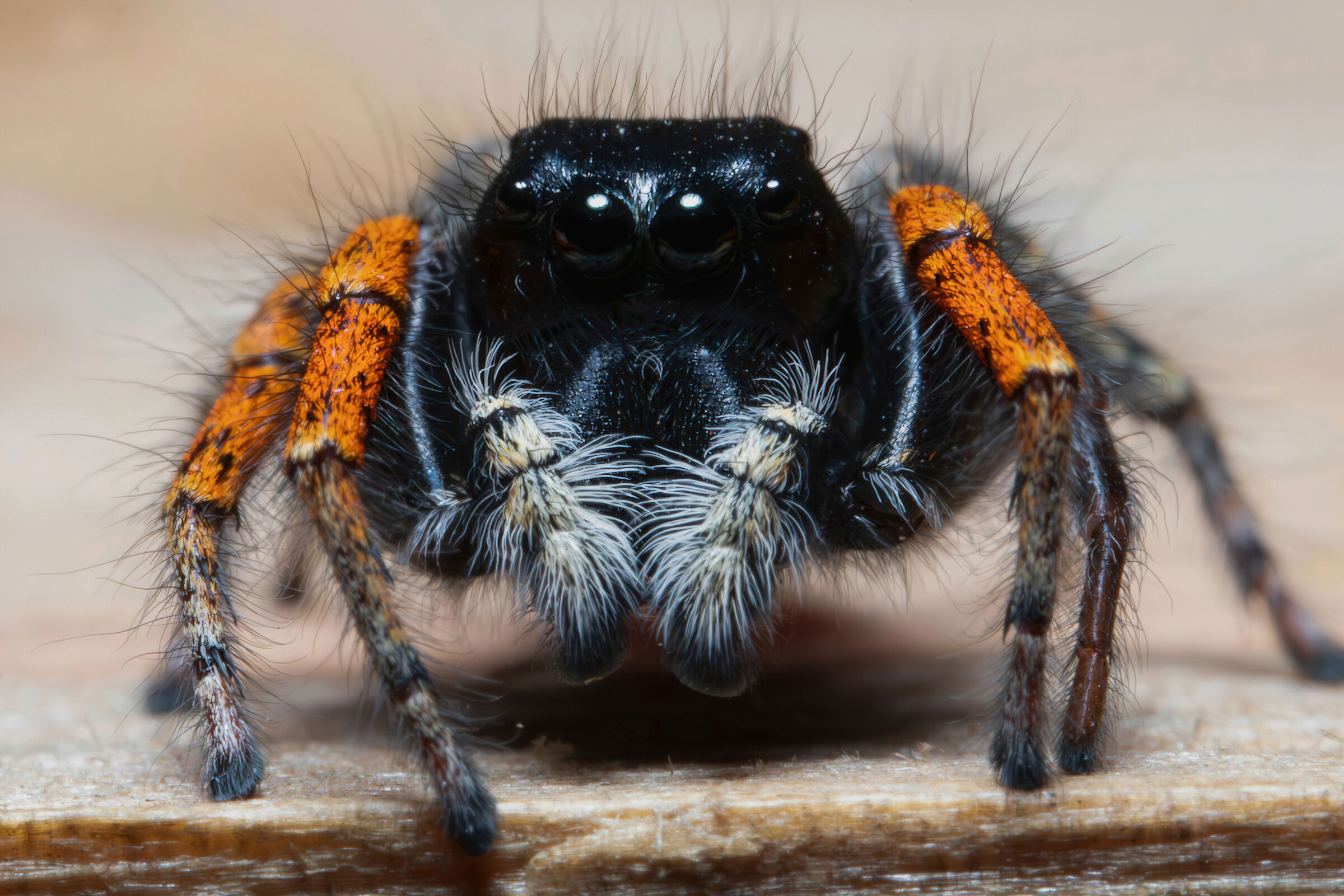 Philaeus chrysops, adult male