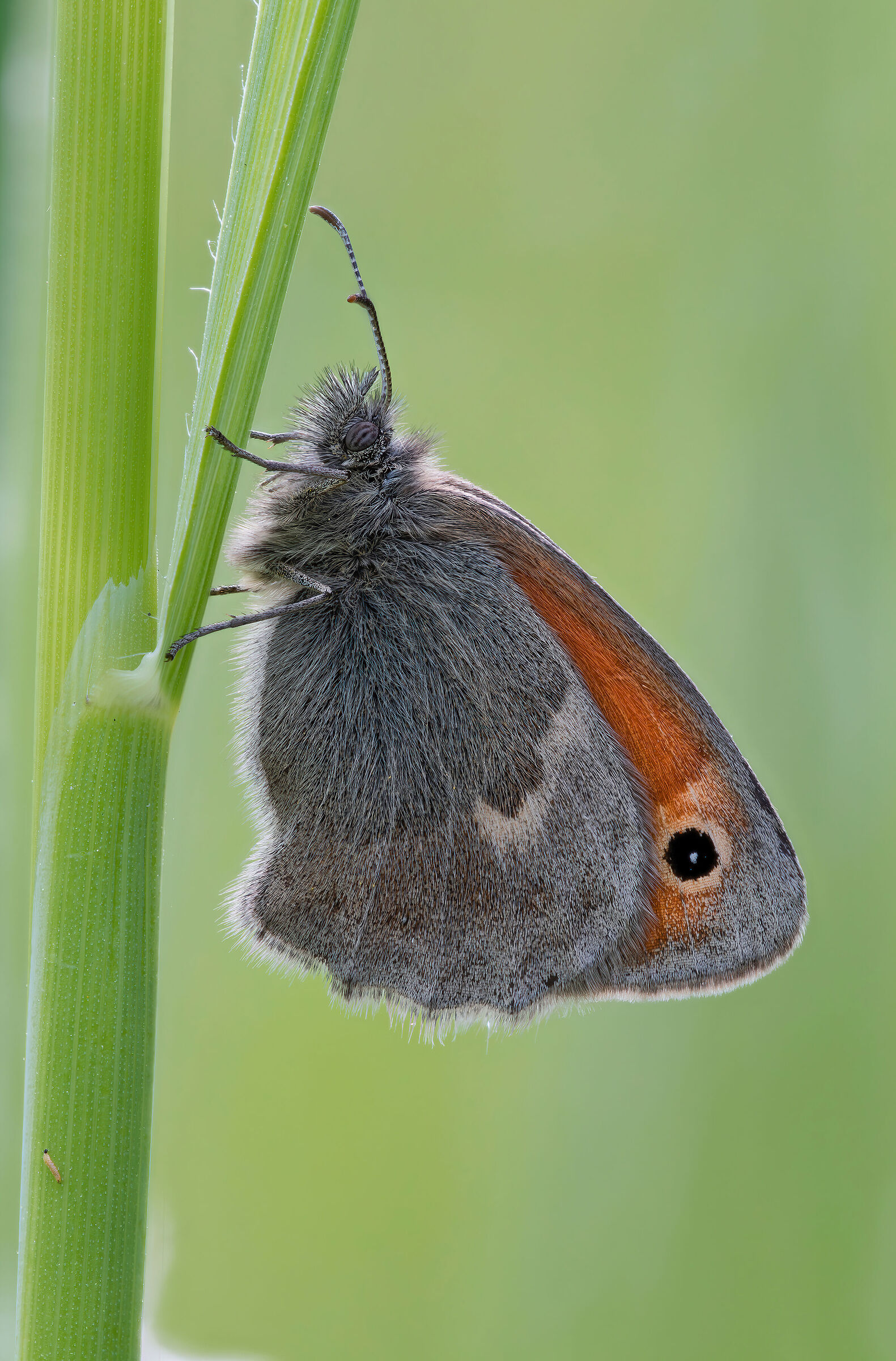Coenonympha pamphilus