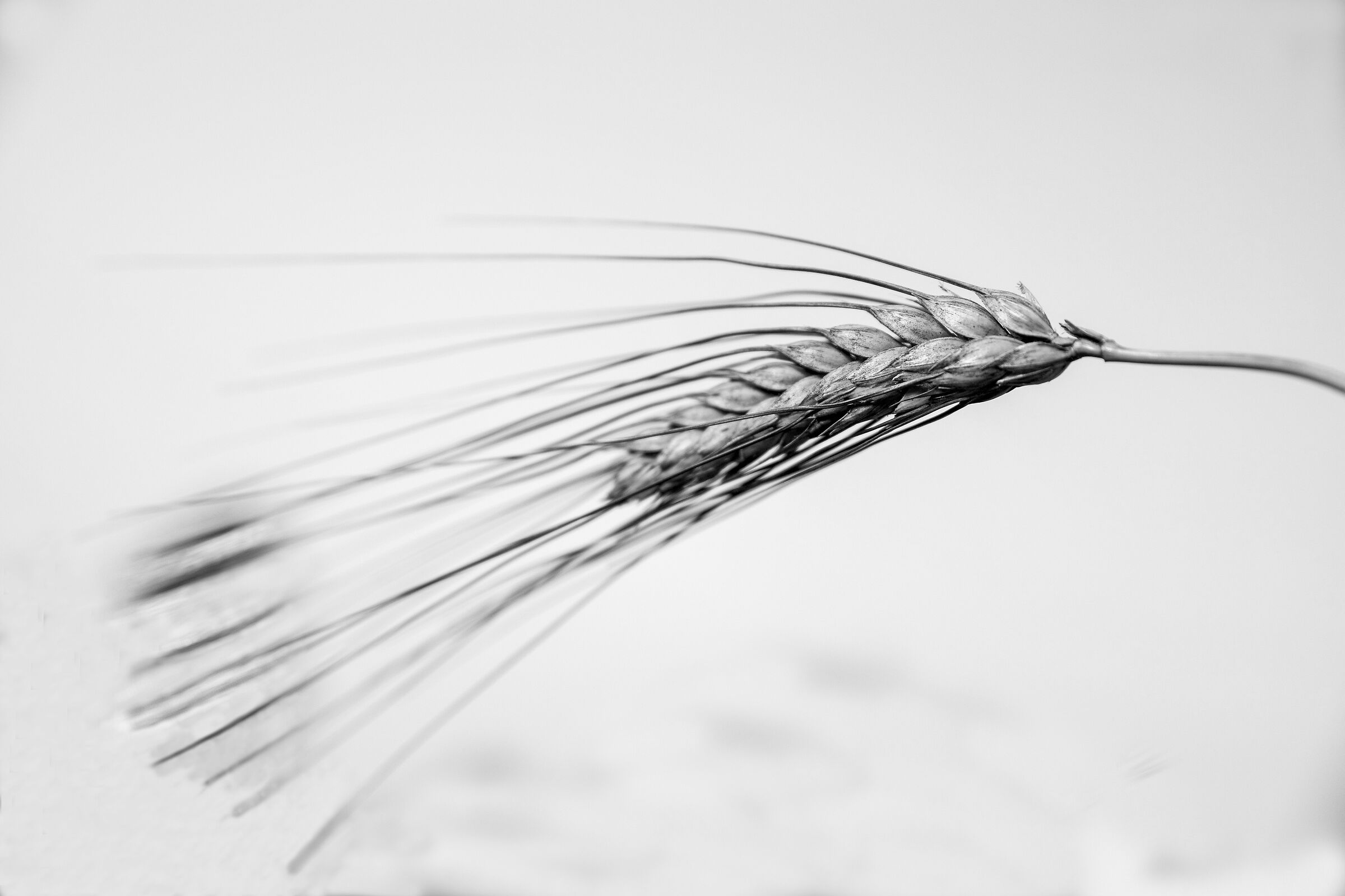 Wheat