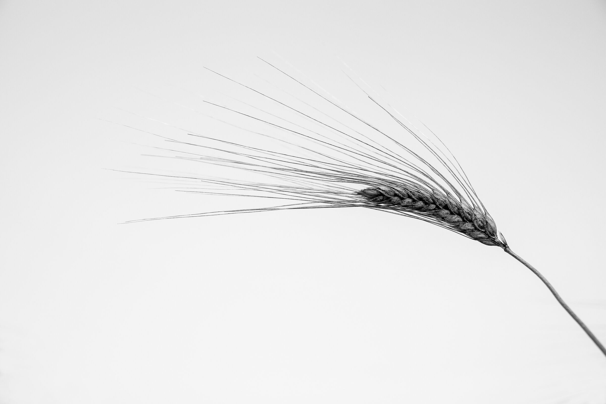 Wheat