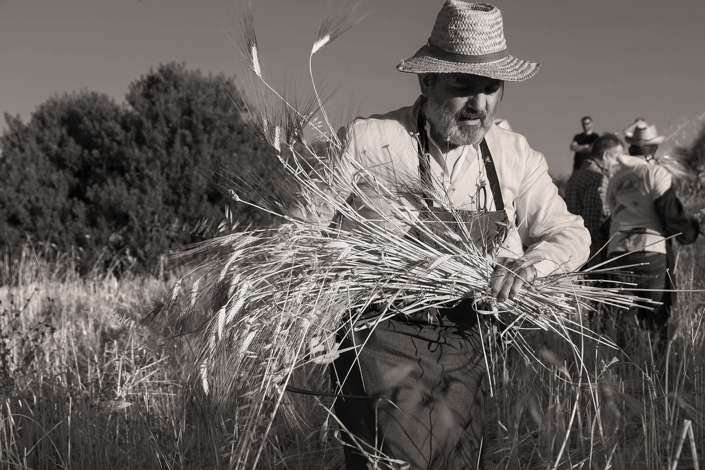 The Harvest