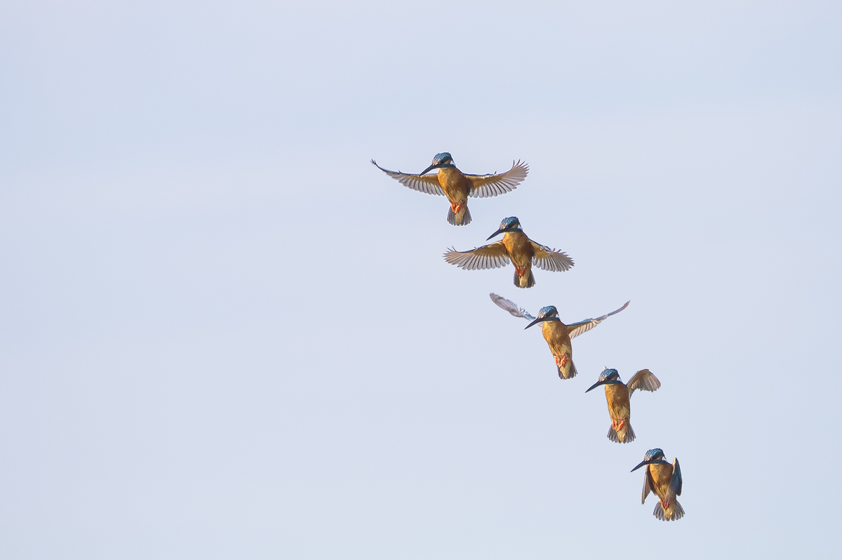 Holy Spirit of Kingfisher.