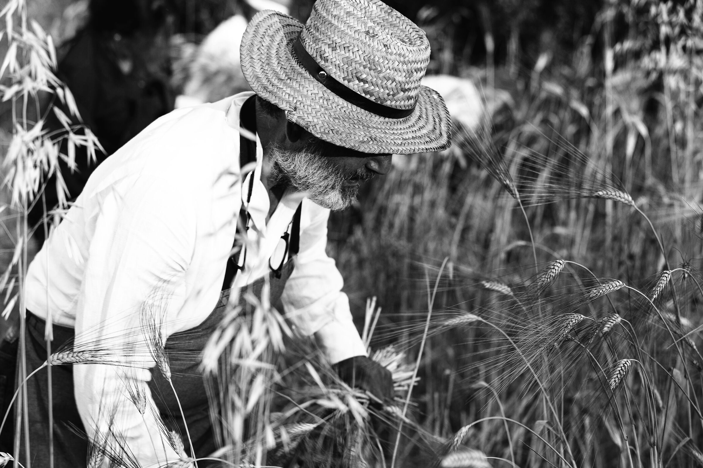 The Harvest