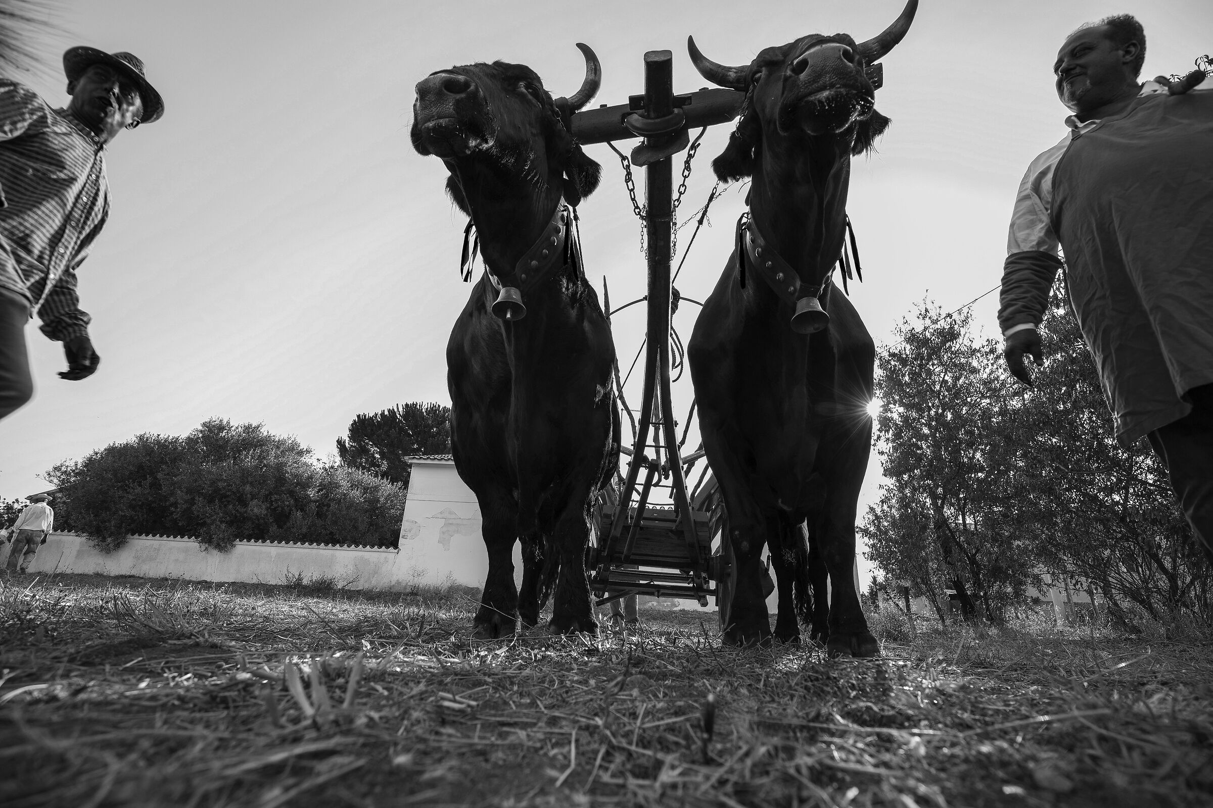 The yoke of the oxen