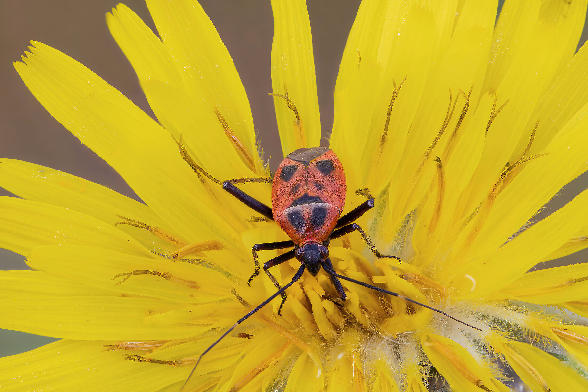 Calocoris nemoralis f. hispanica