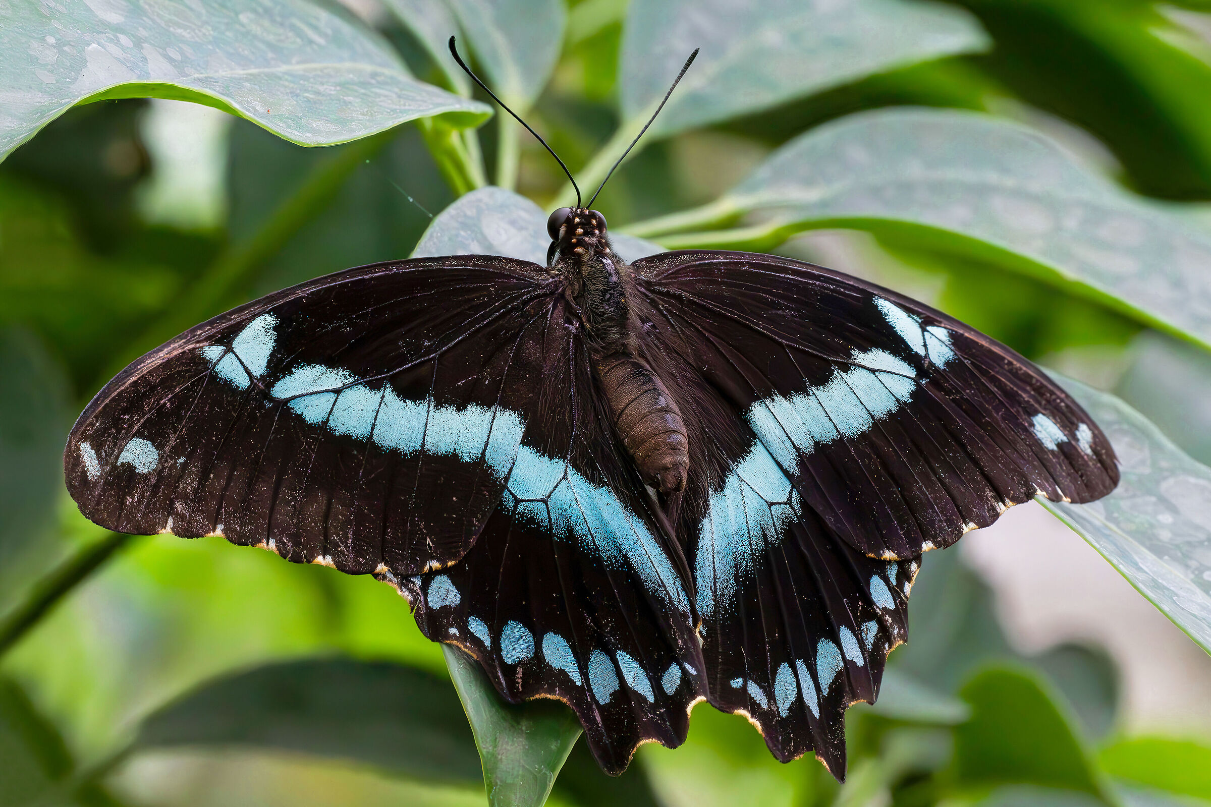 Papilio nireus