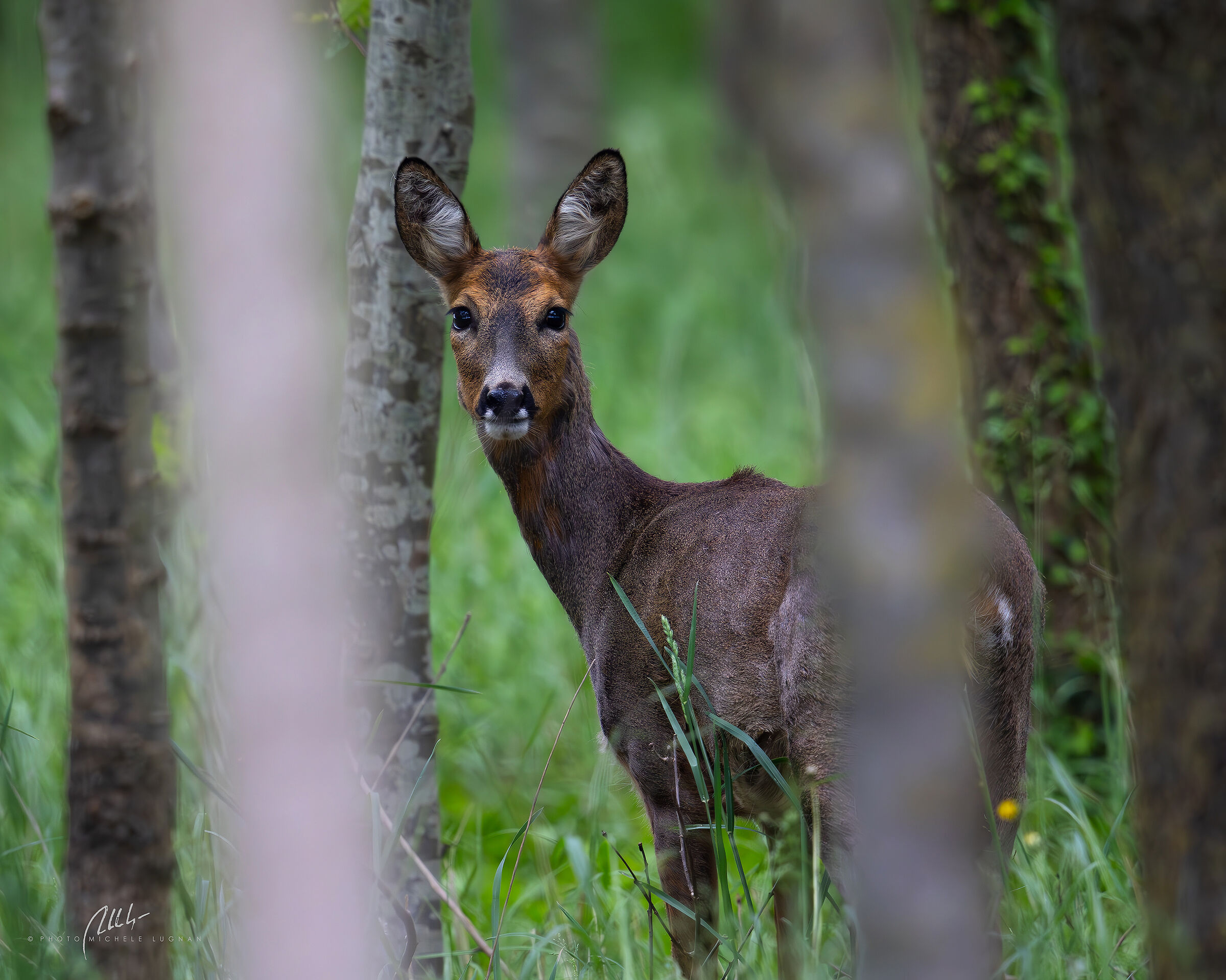 Capreolus capreolus (capriolo)