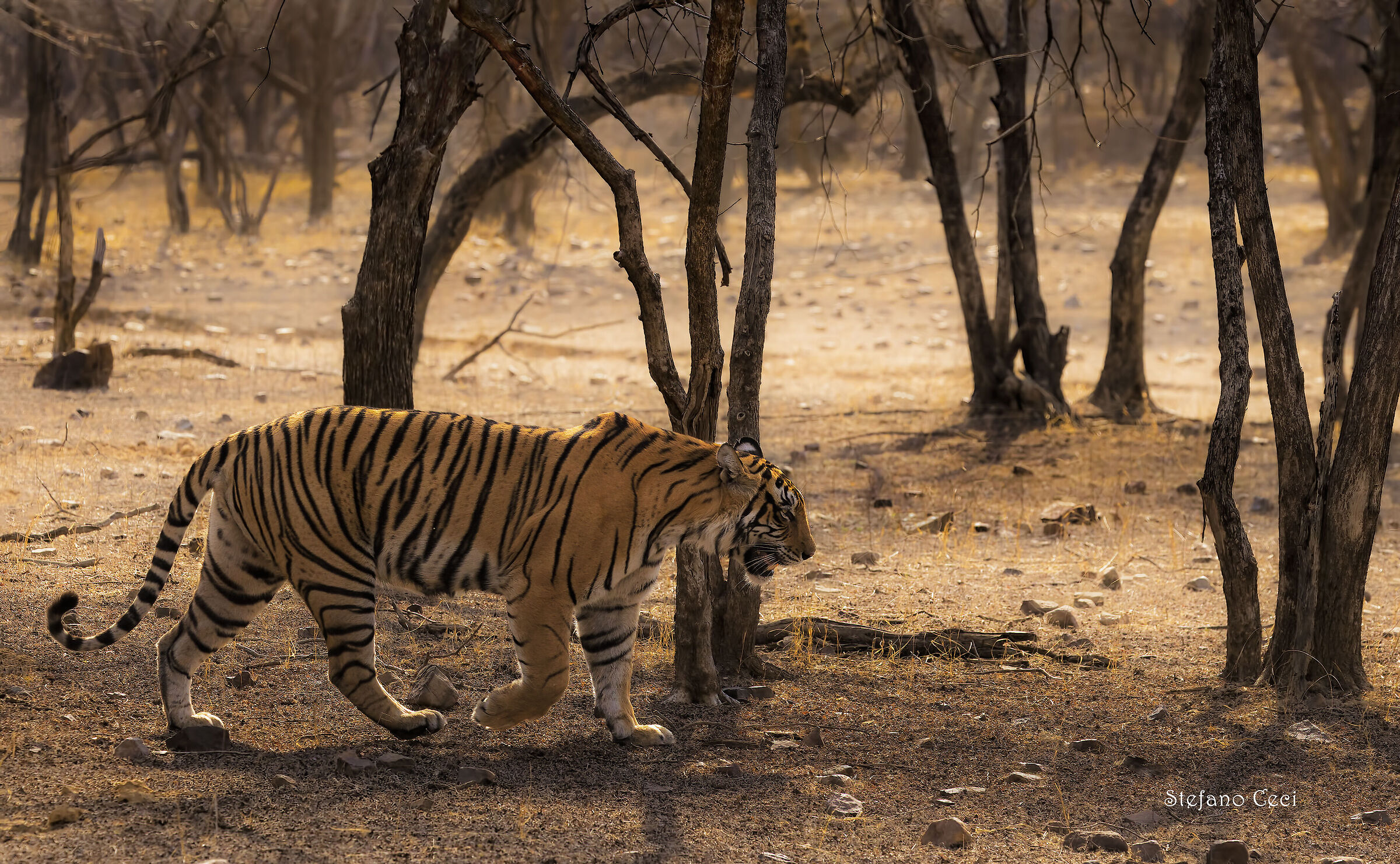Specimen young tiger