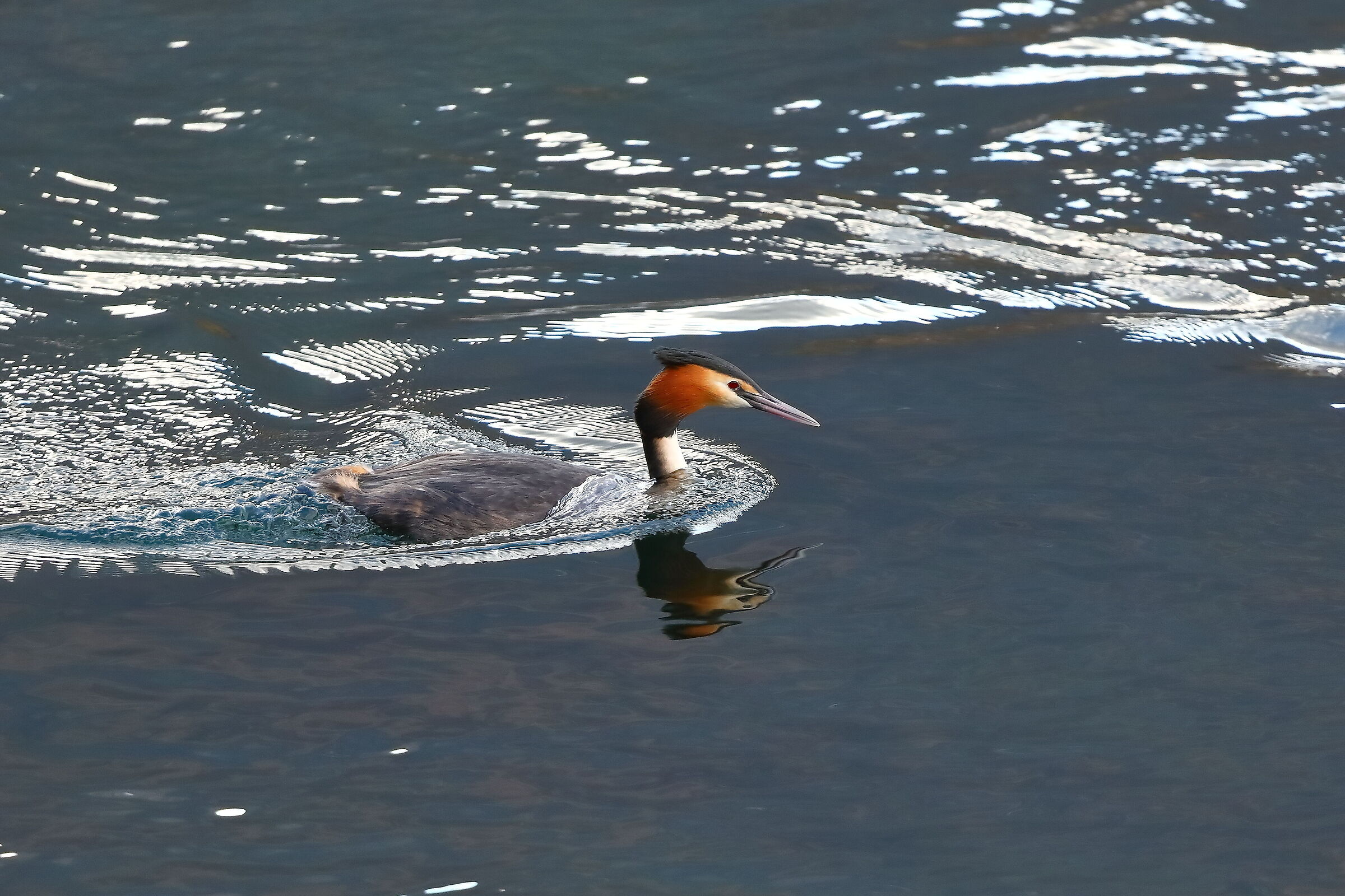 Grebe March 4, 2024 - 0002