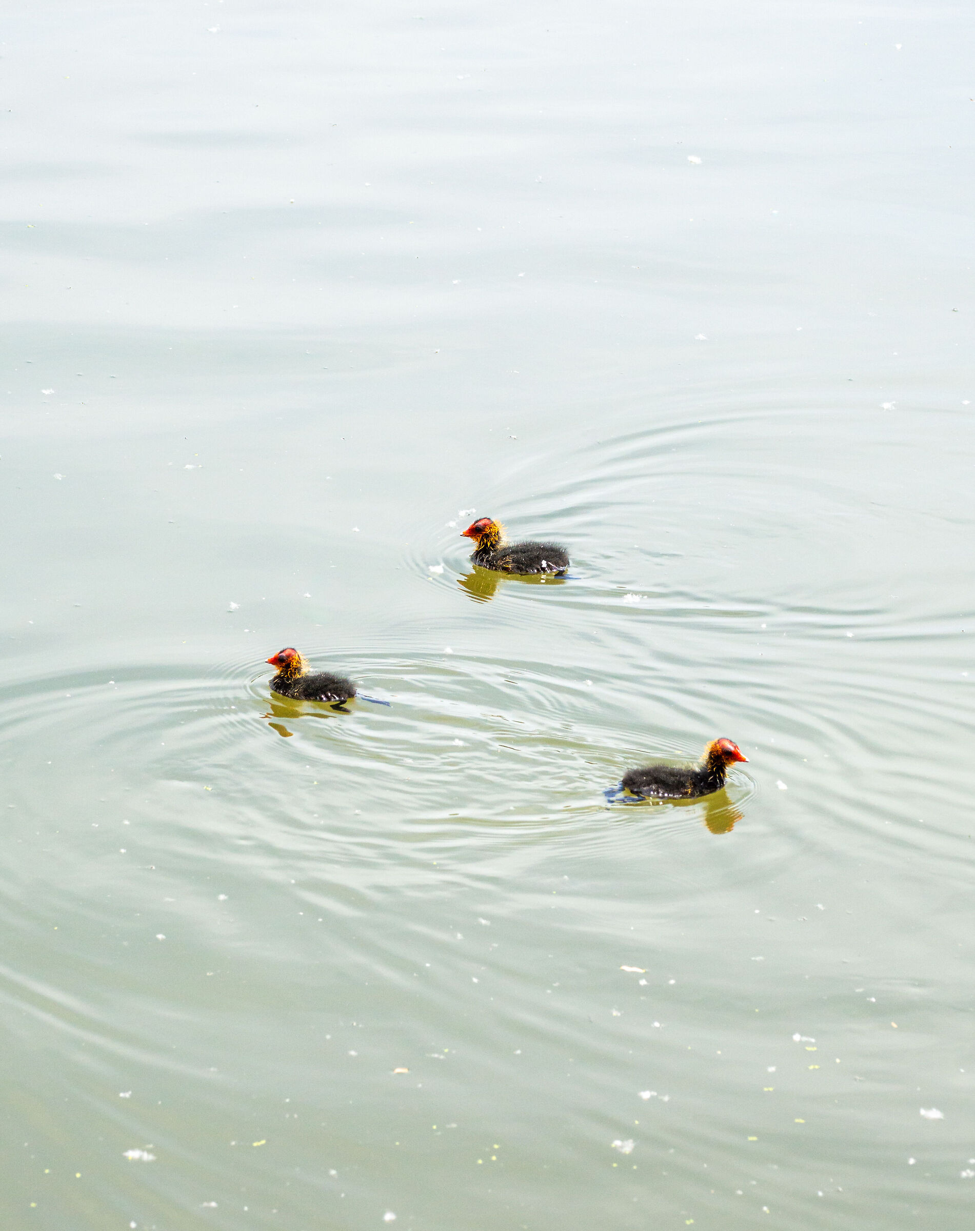 Moorhens - Separated