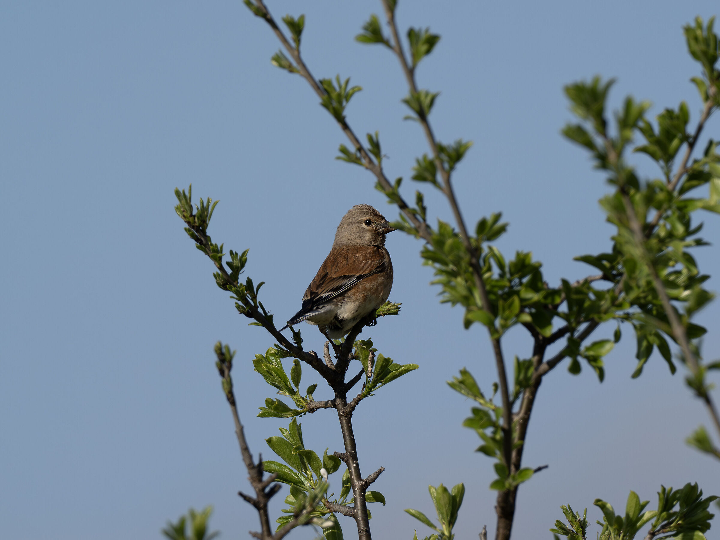 Linnet