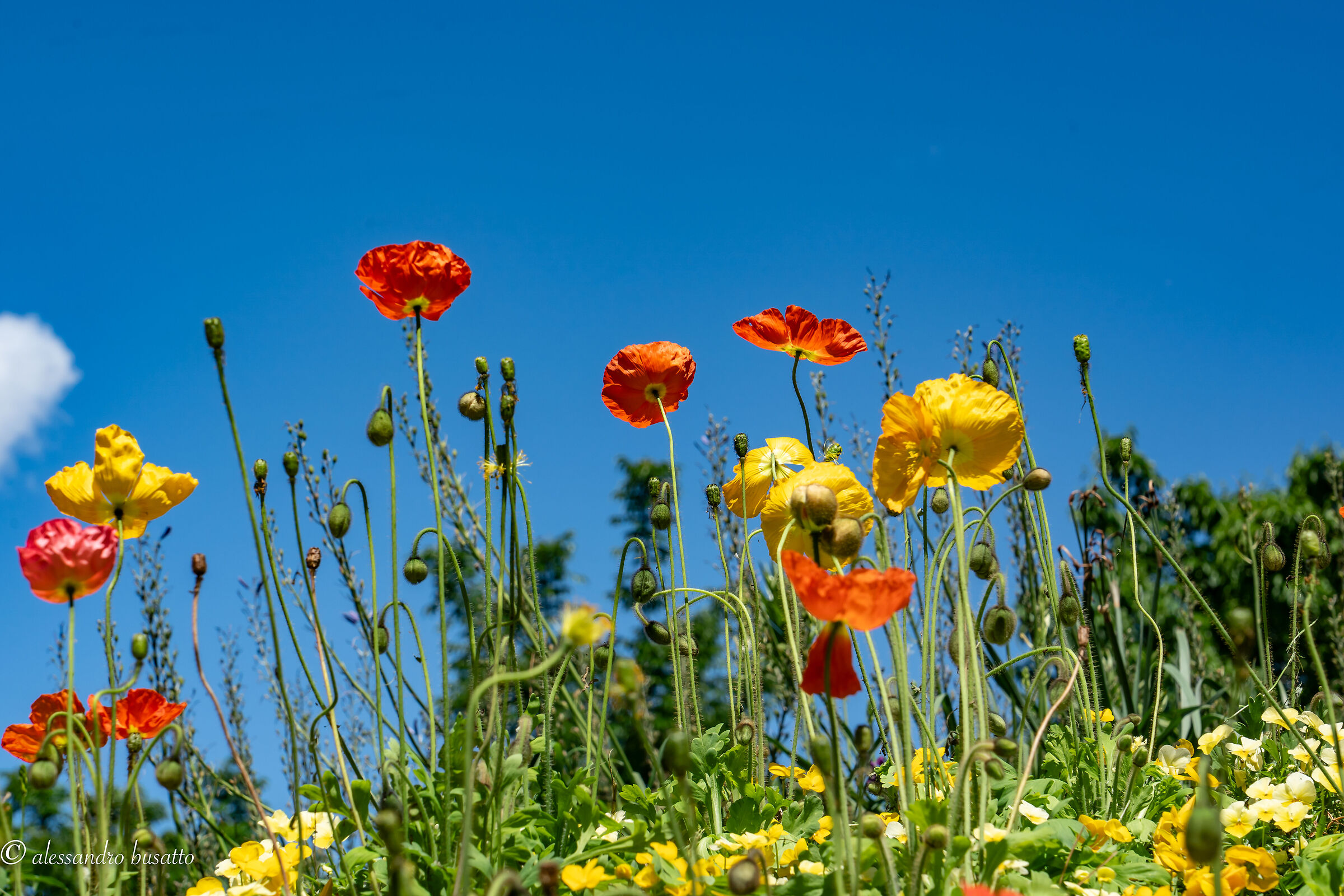 Poppies