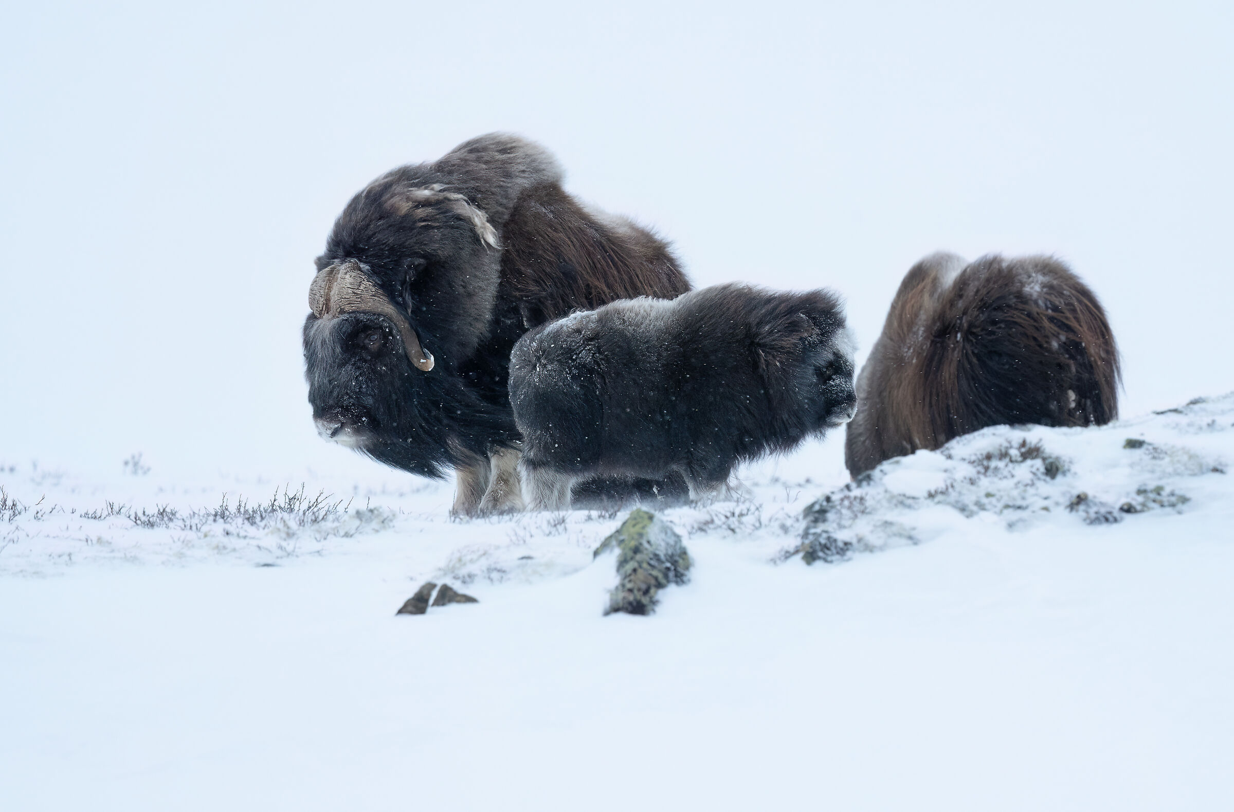 Musk oxen