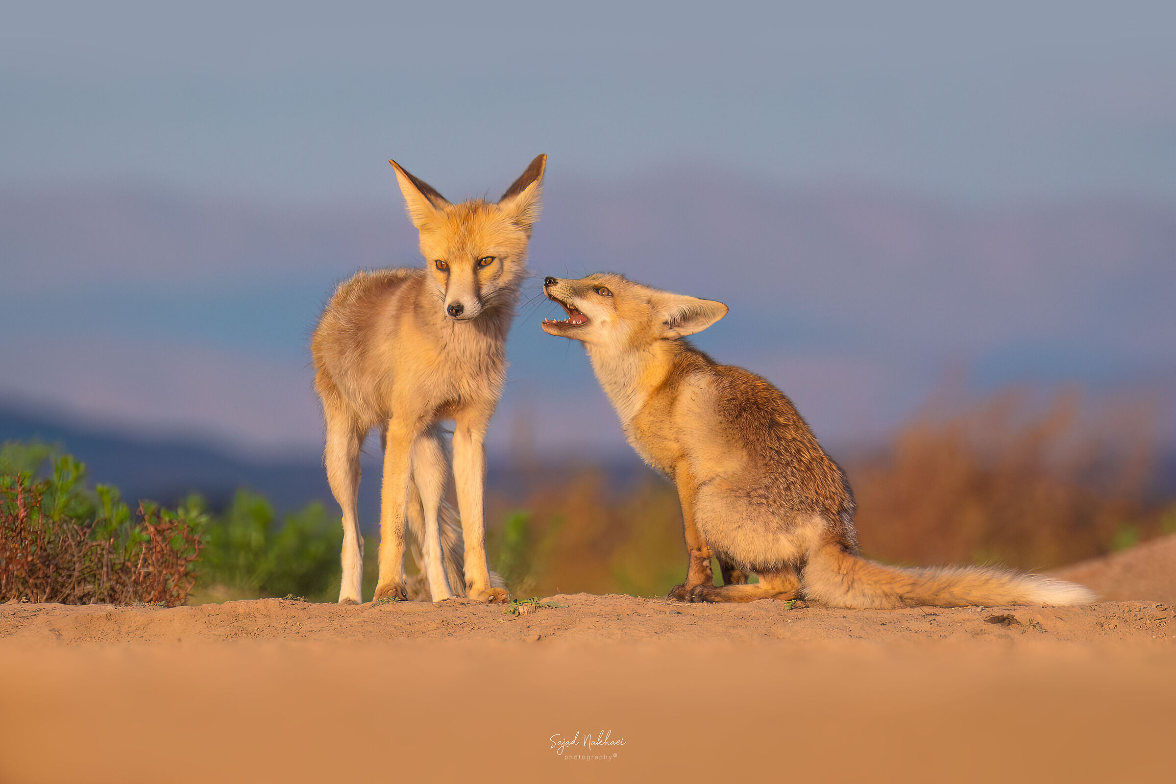 Vulpes vulpes