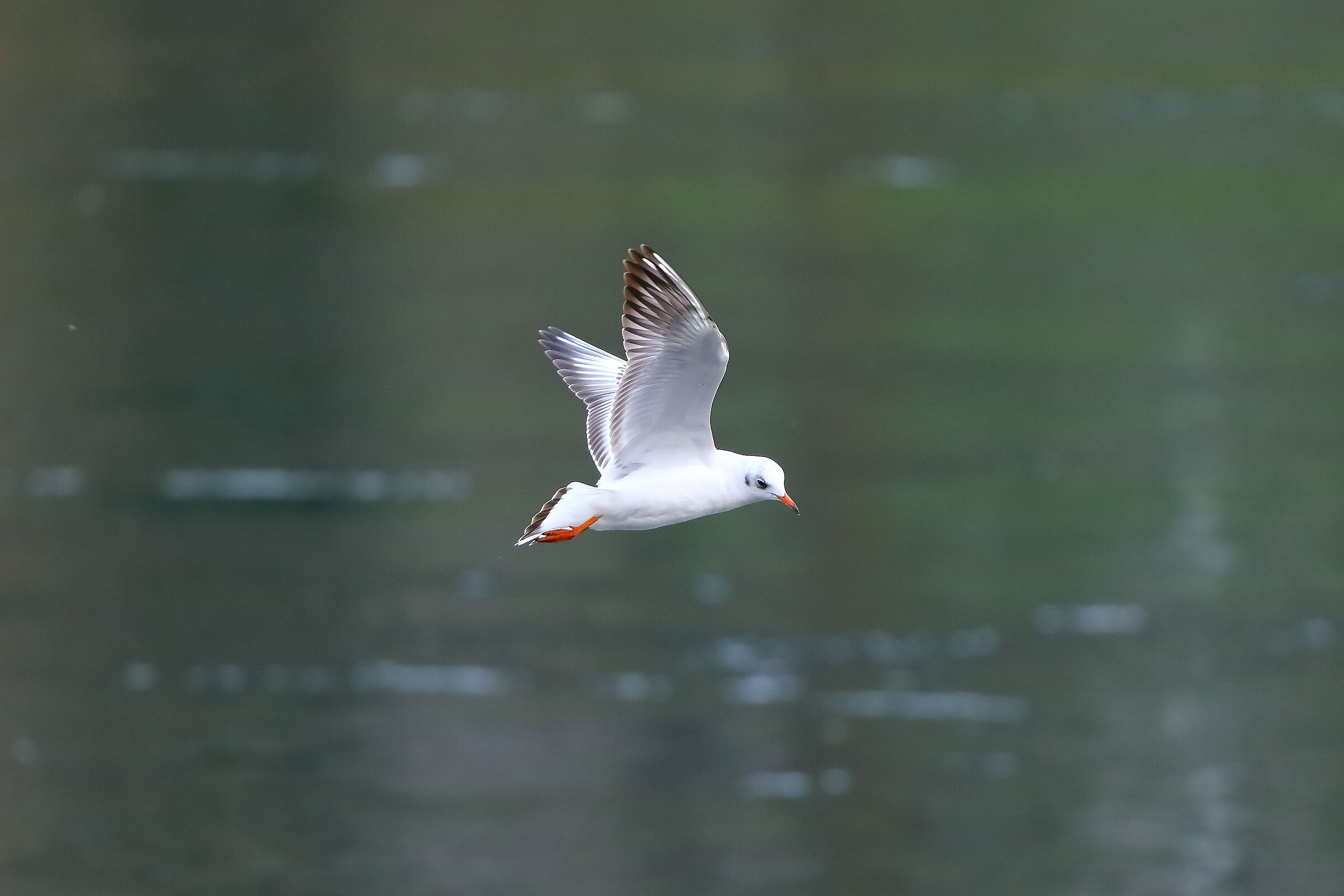 Seagull 04 February 2024 - 0014