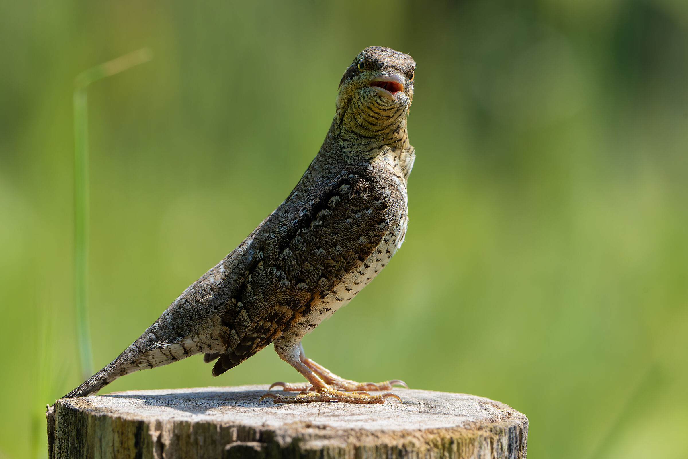 A torgi donato non si guarda in bocca