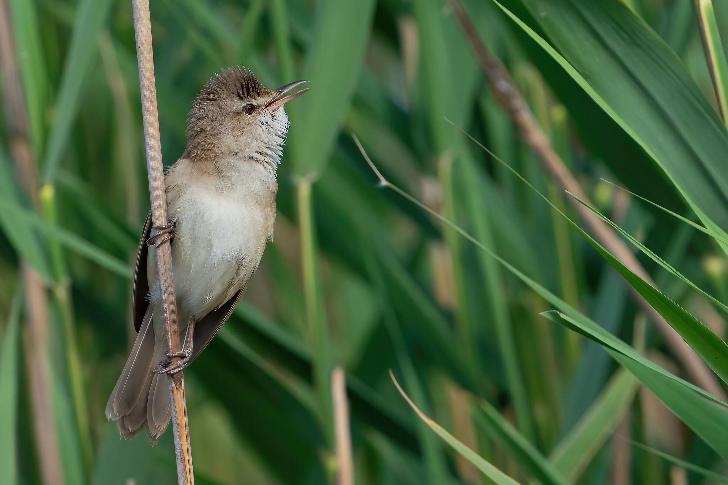 Great reed warbler