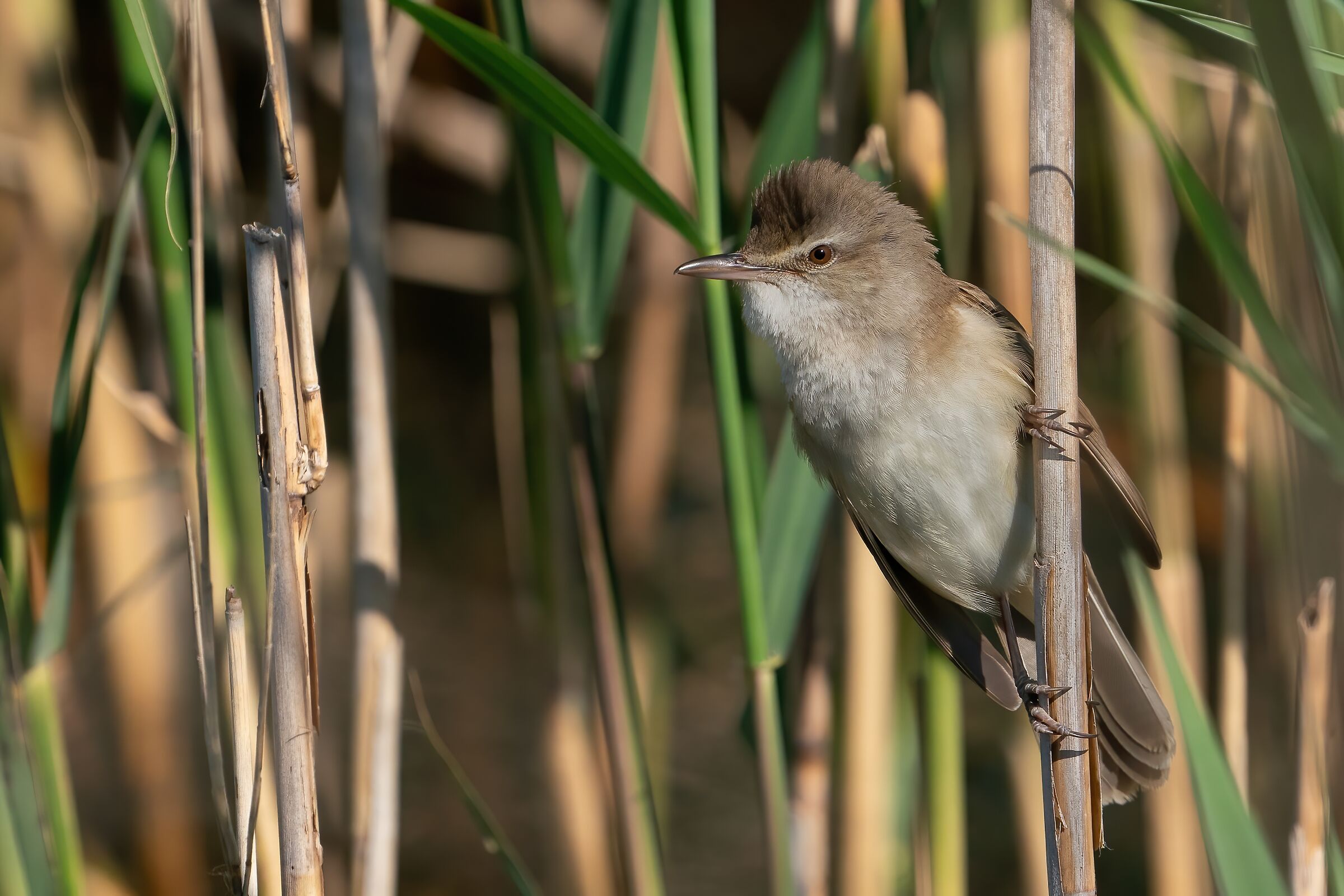 Great reed warbler
