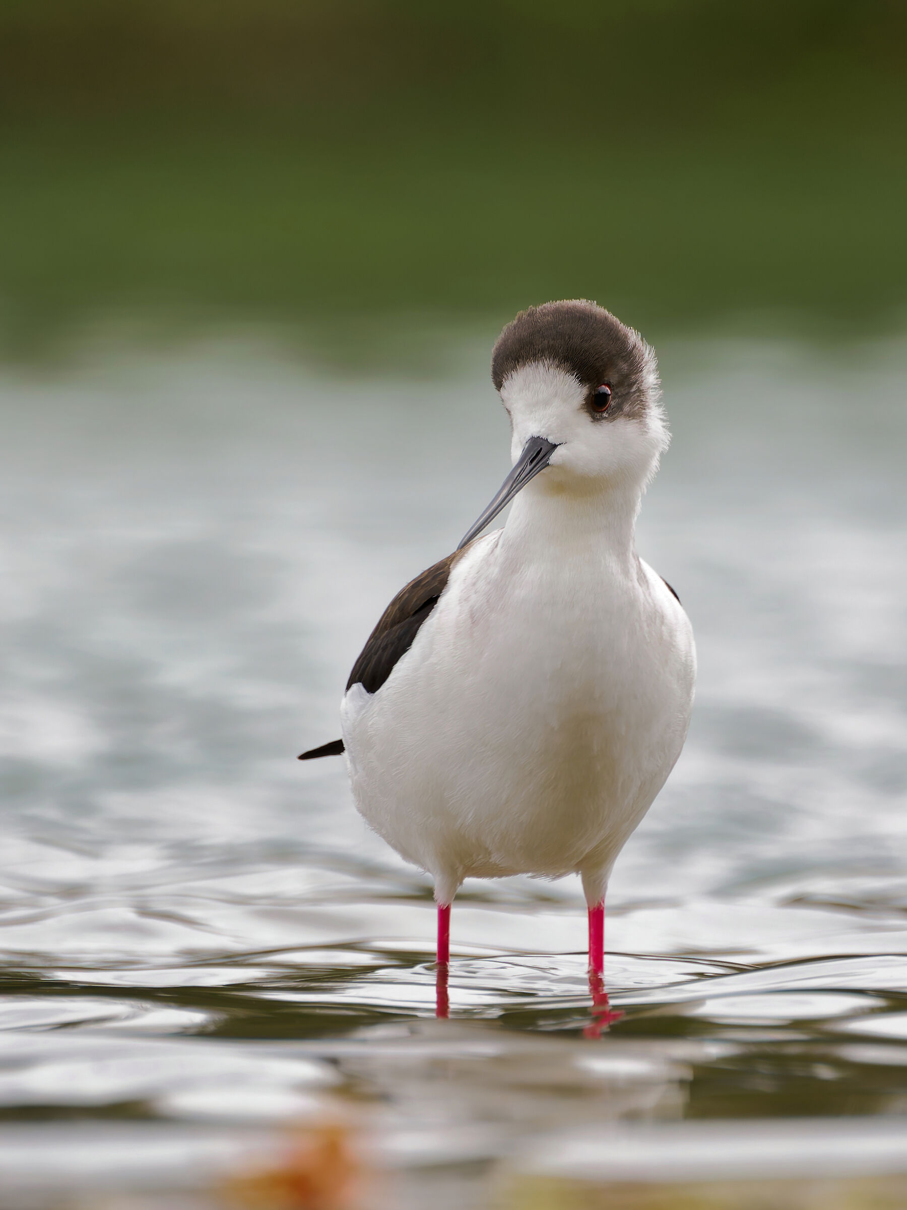 Lone Black-winged Knight.
