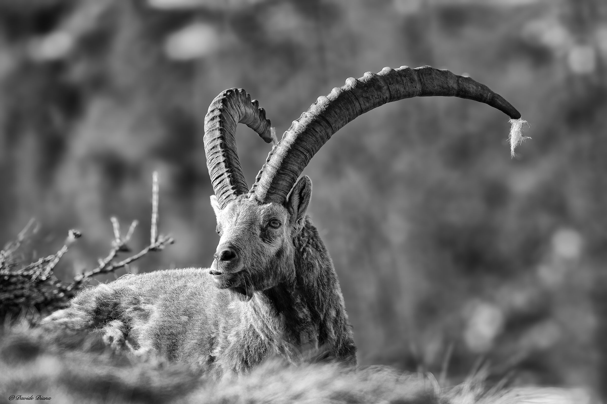 Ibex - Gran Paradiso National Park
