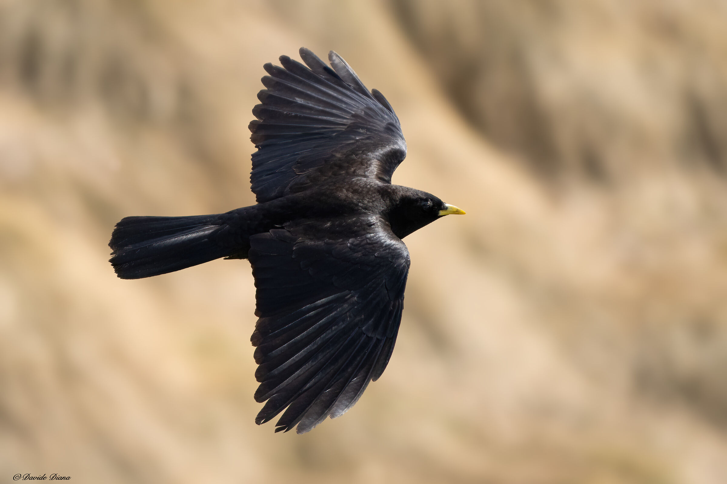 Alpine chough