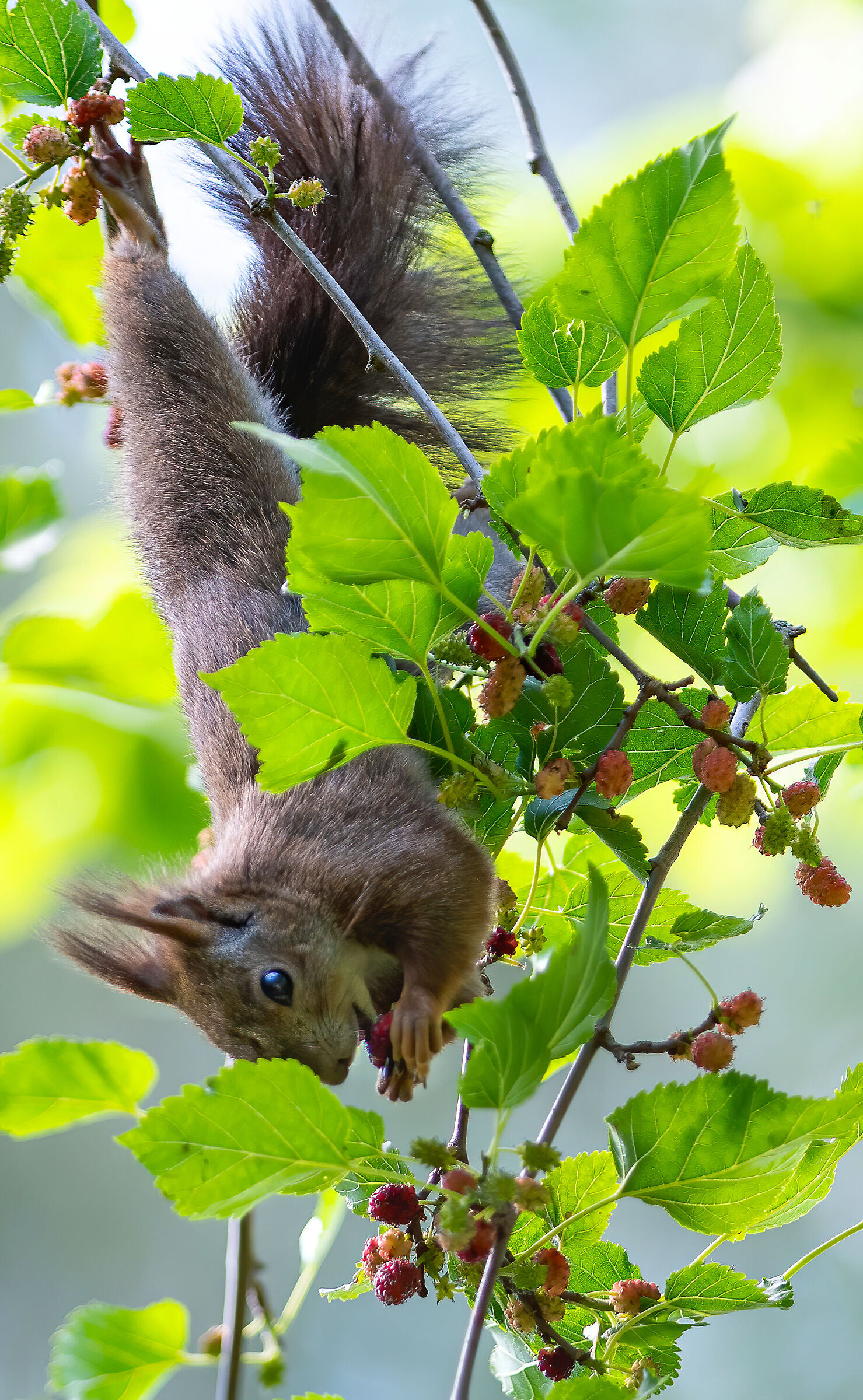 squirrel