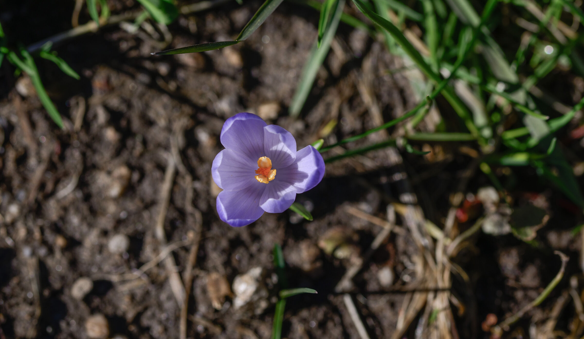Crocus