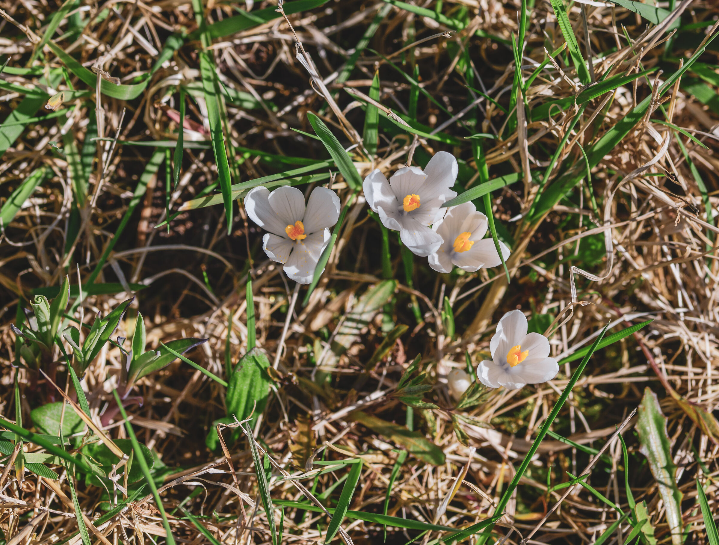 Crocus