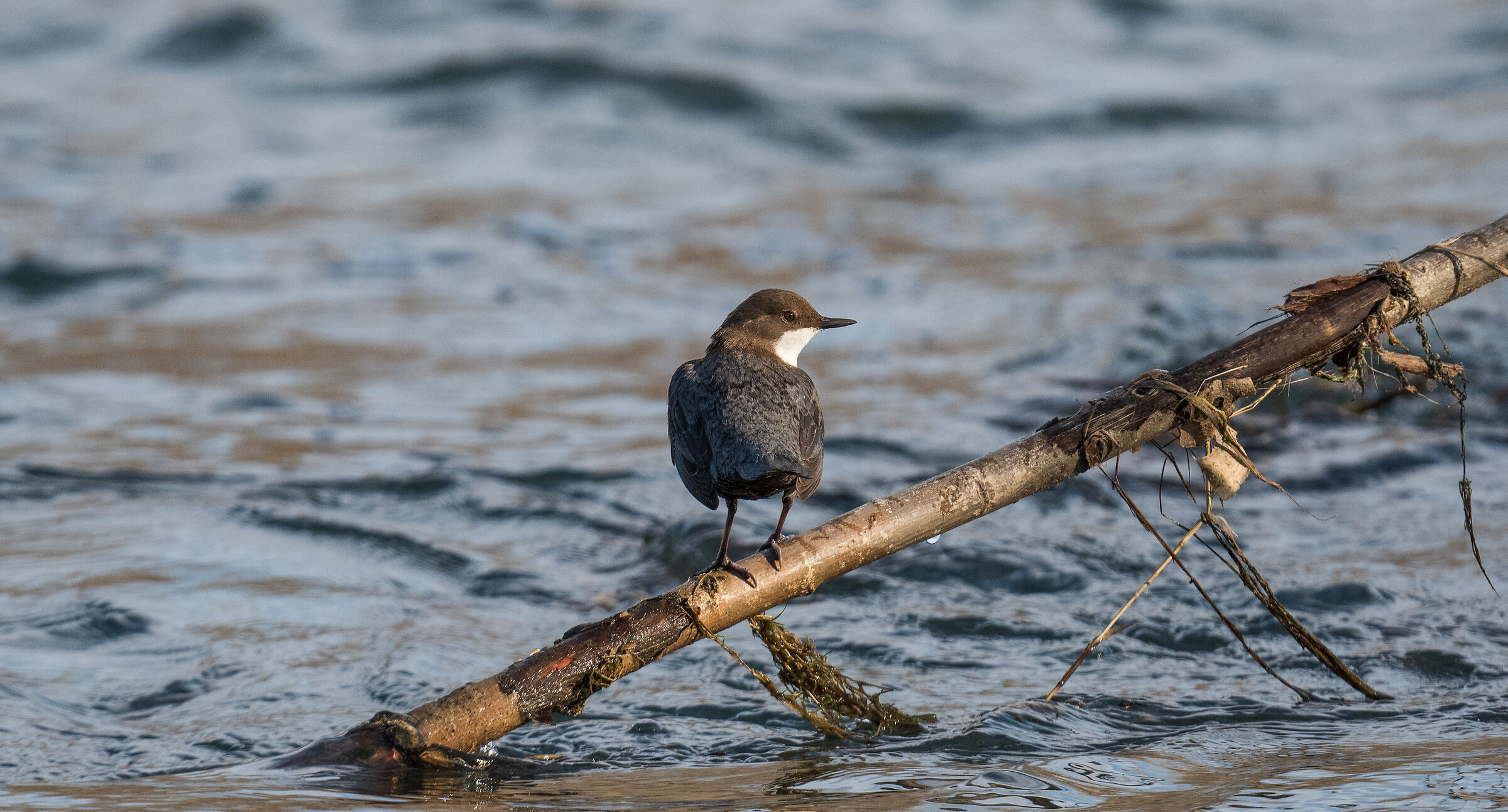white-throated dipper
