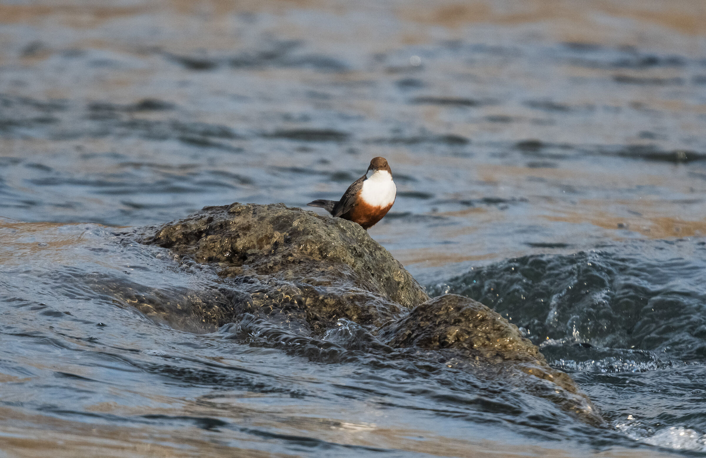 white-throated dipper