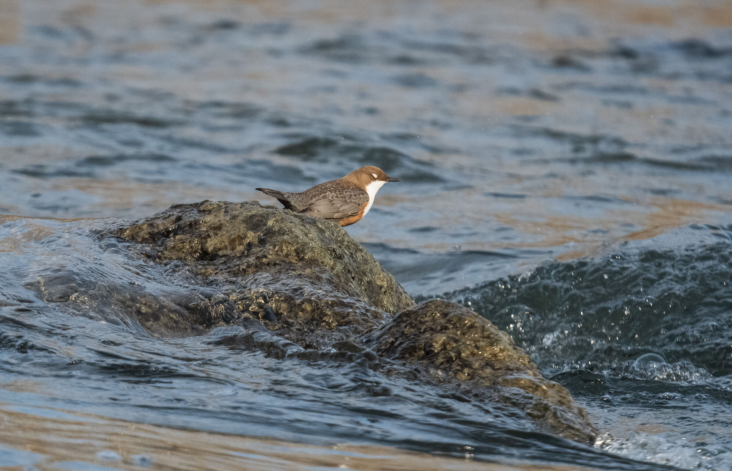 white-throated dipper