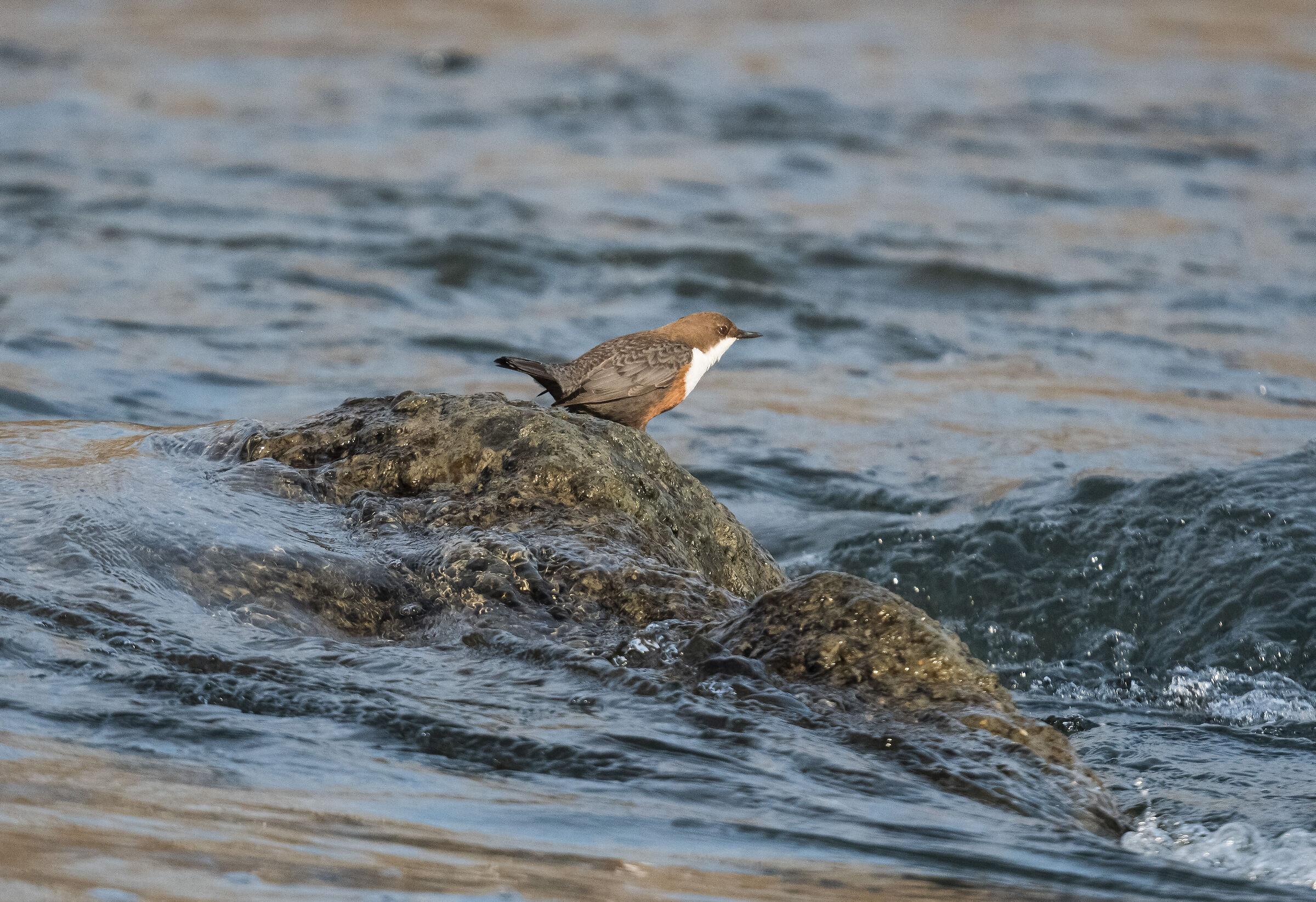 white-throated dipper