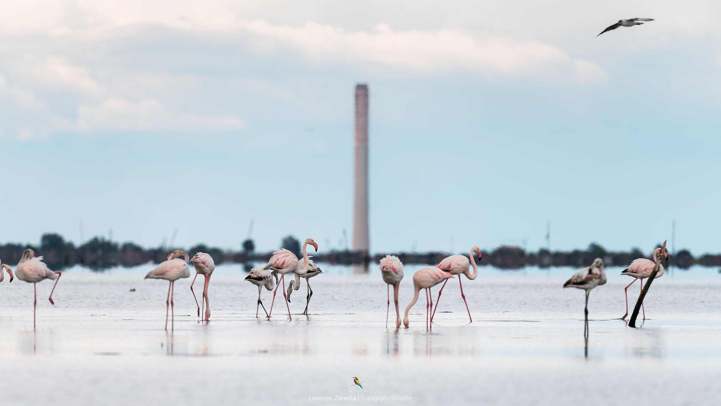 Fenicotteri Rosa e Centrale Polesine Camerini