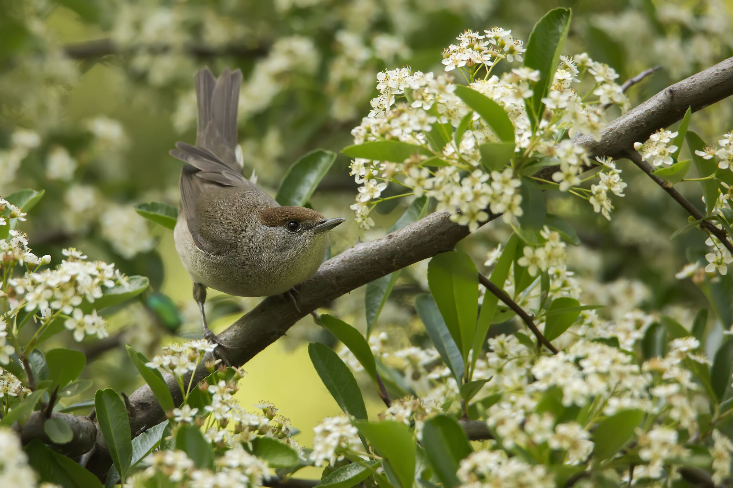 Sui blocchi di partenza!