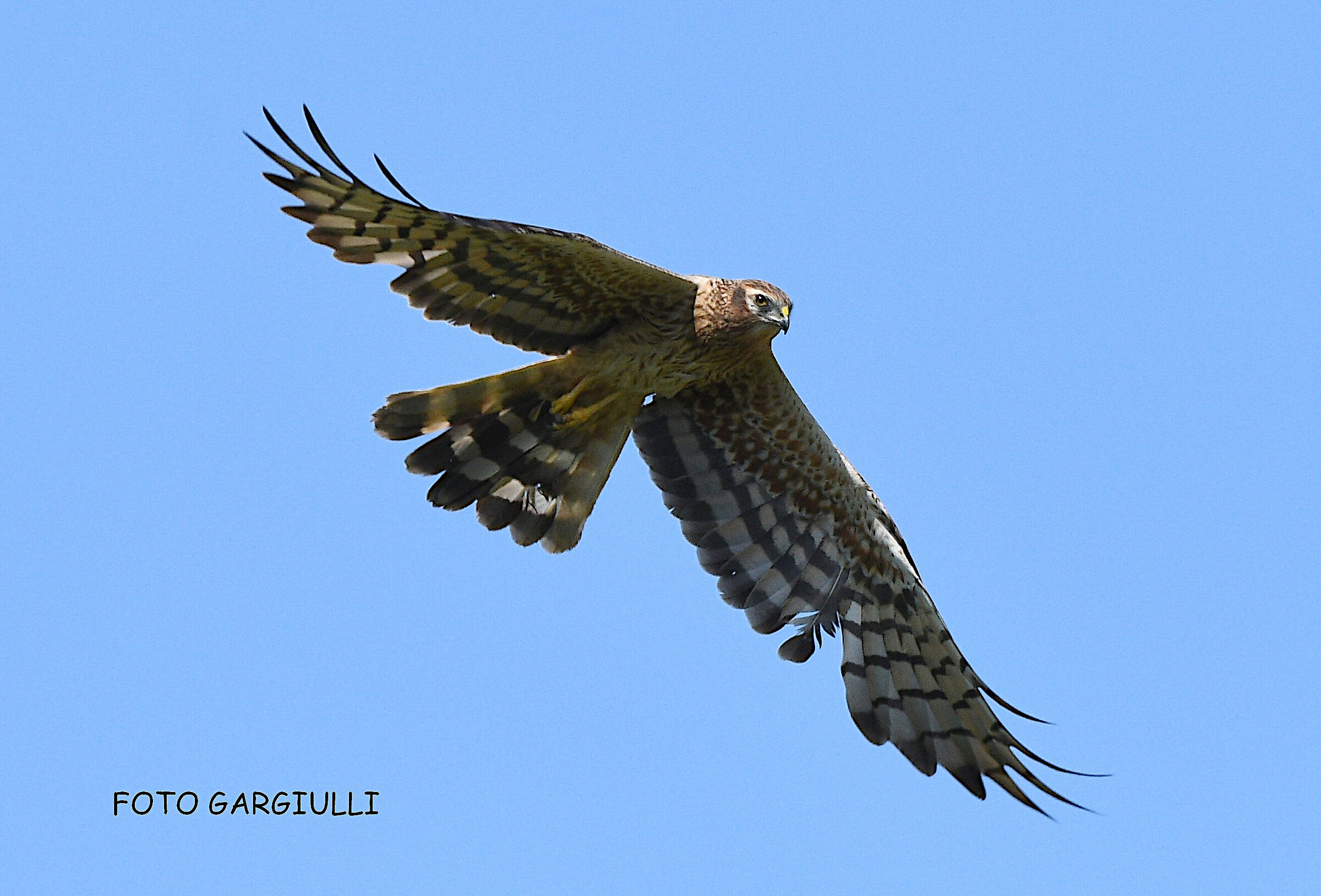 Female hen harrier