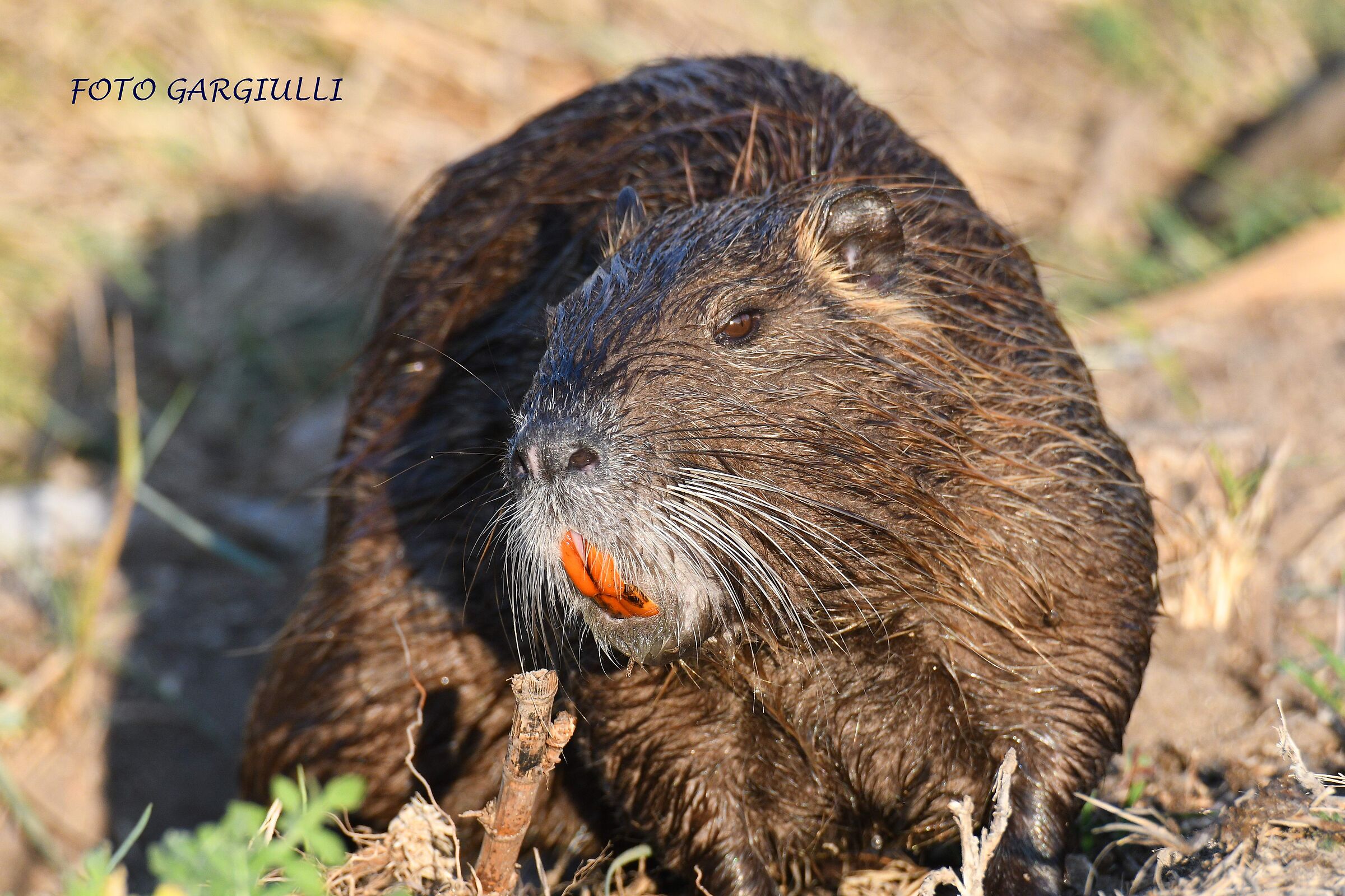 Nutria