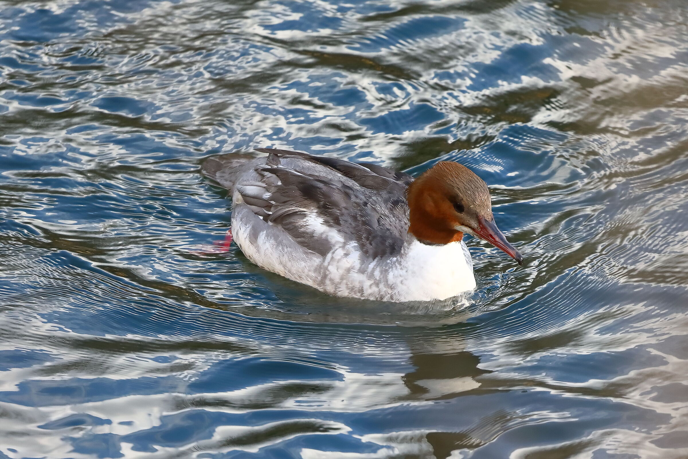 Smergo F 04 March 2024 - 0020