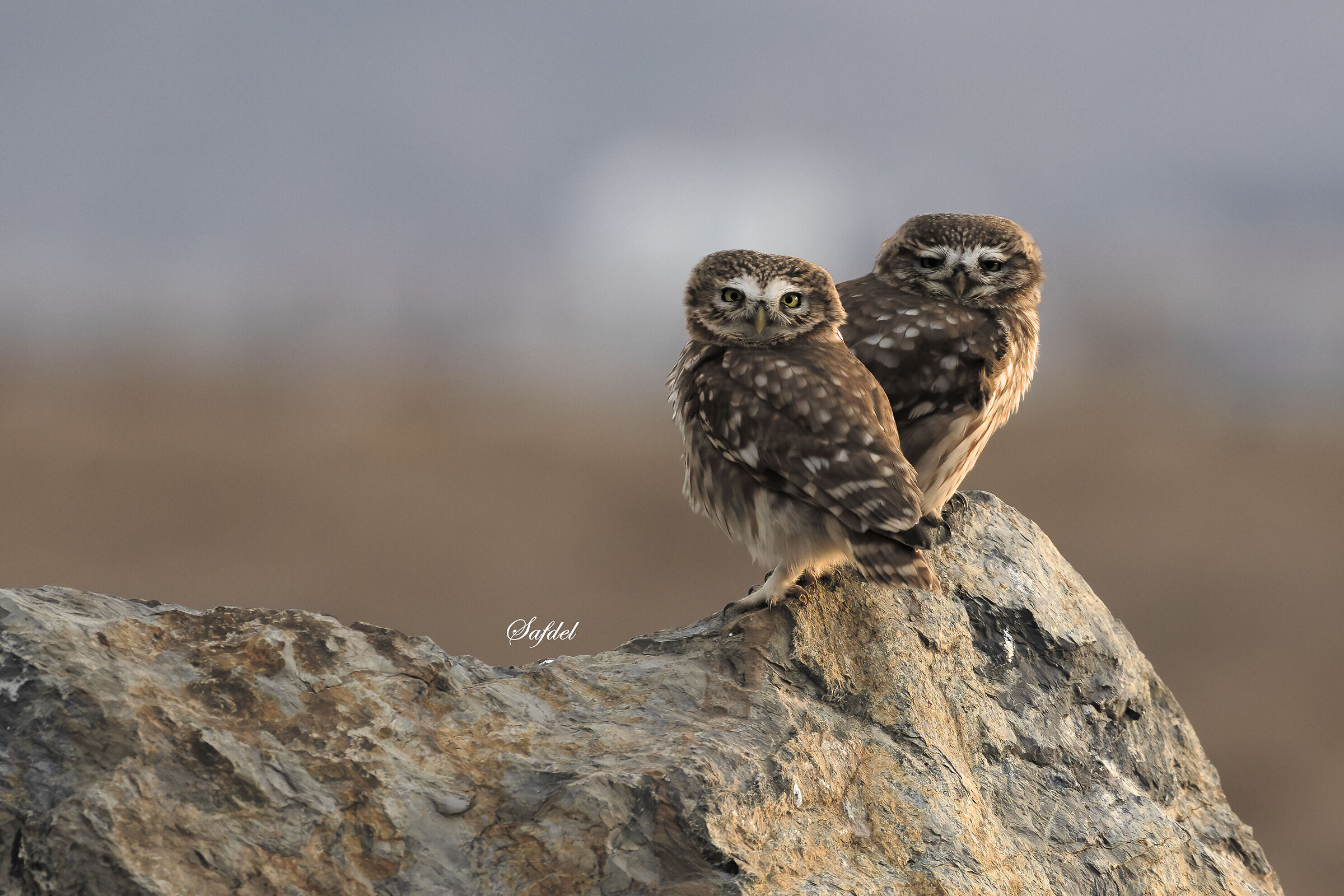 A pair of little owls